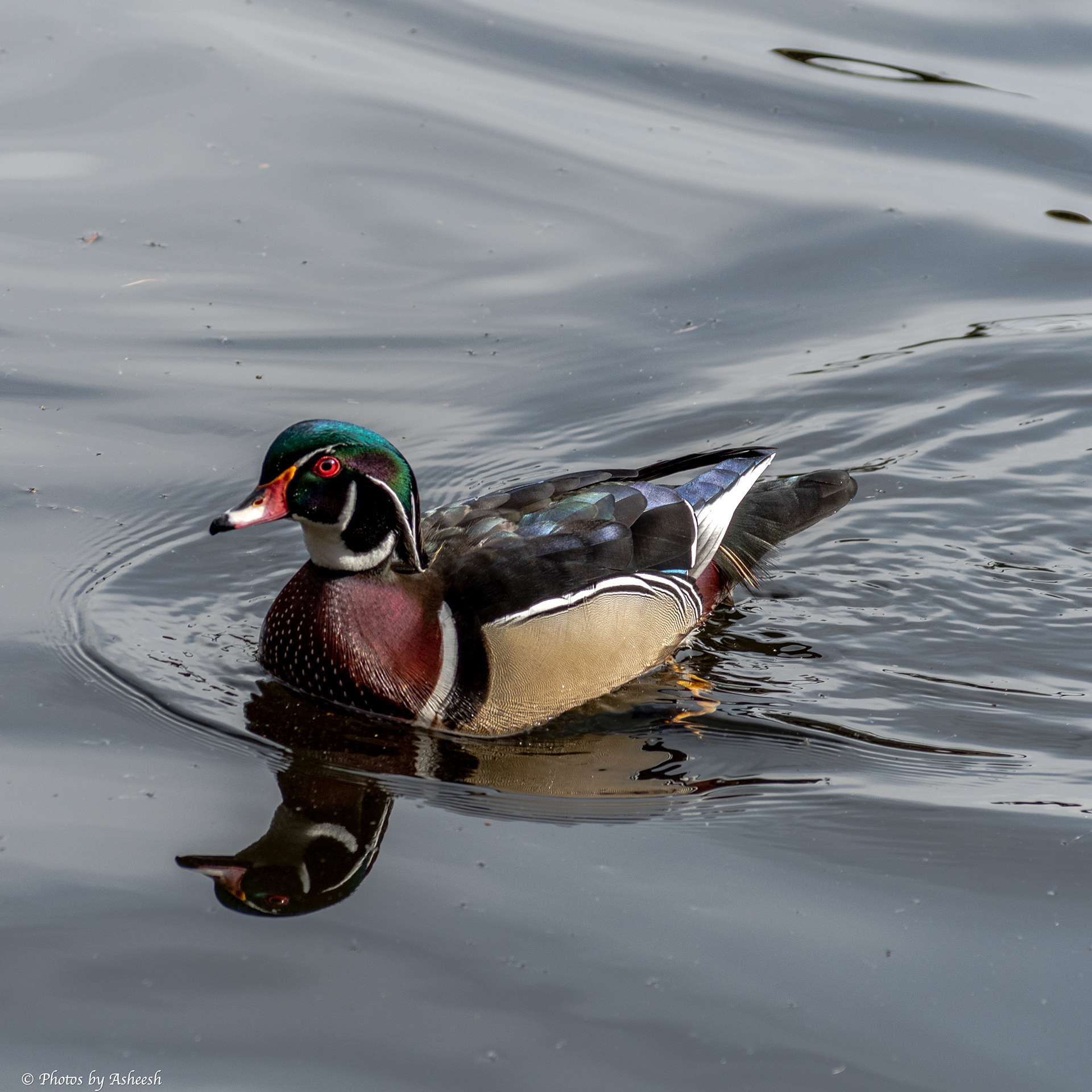 Wood Duck