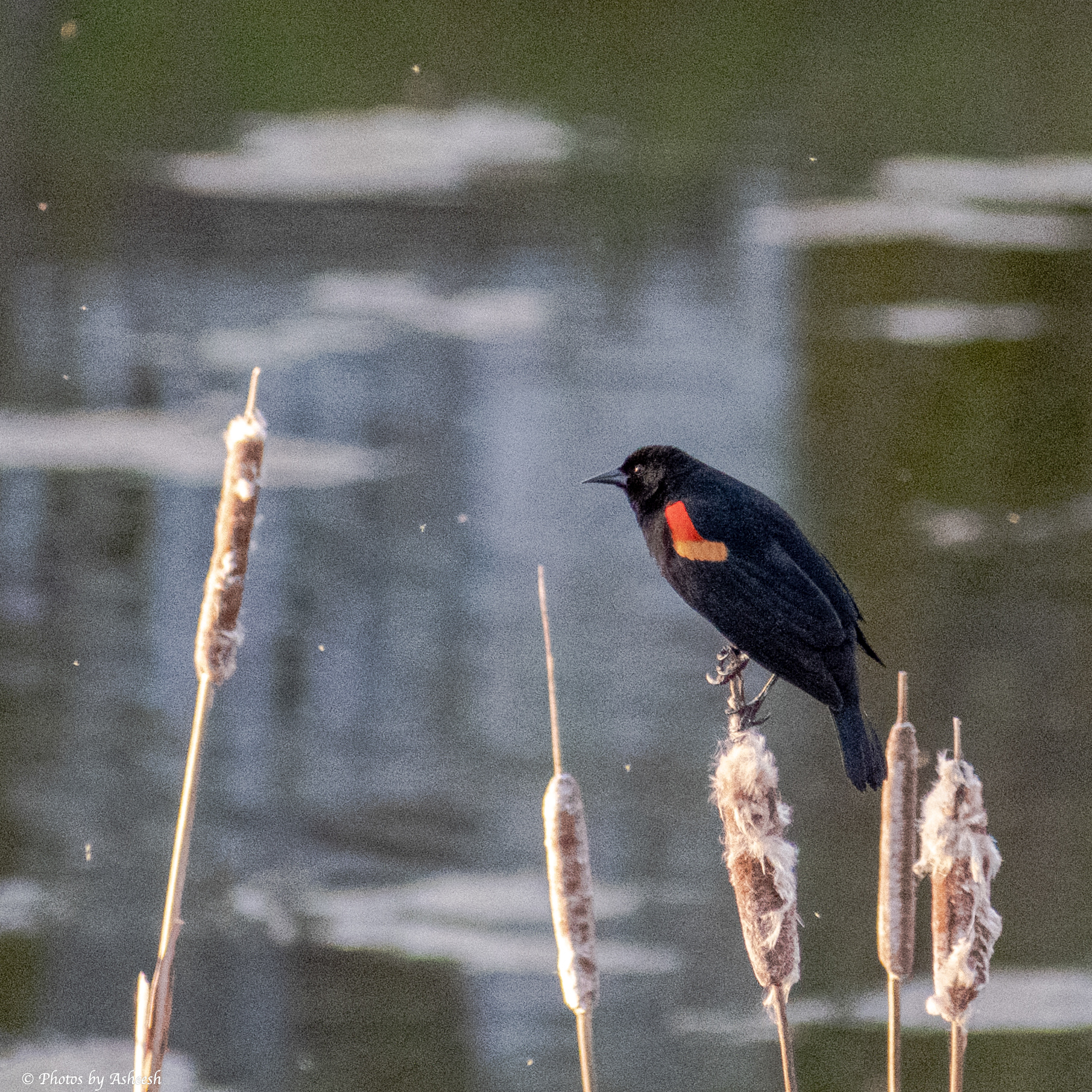 Male Red Winged Blackbird