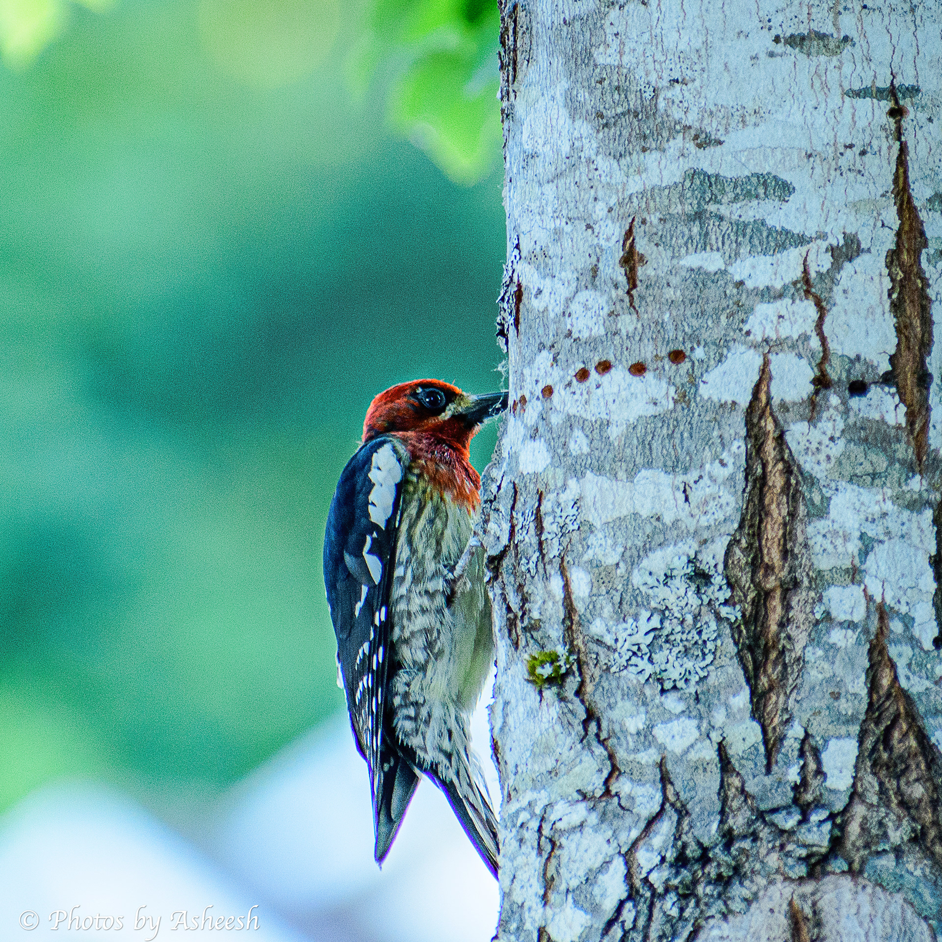 Red Breasted Sap Sucker