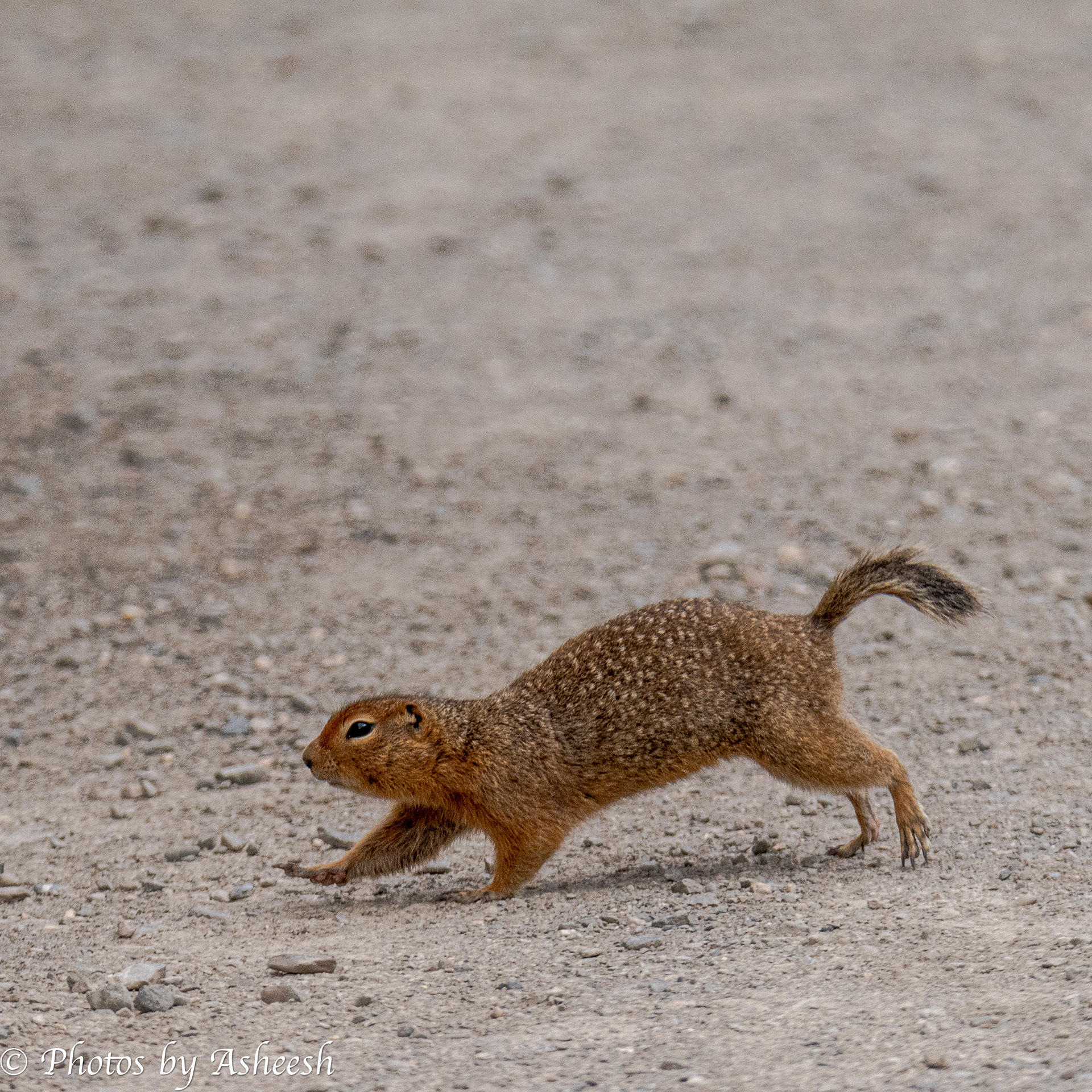 Hoary Marmot