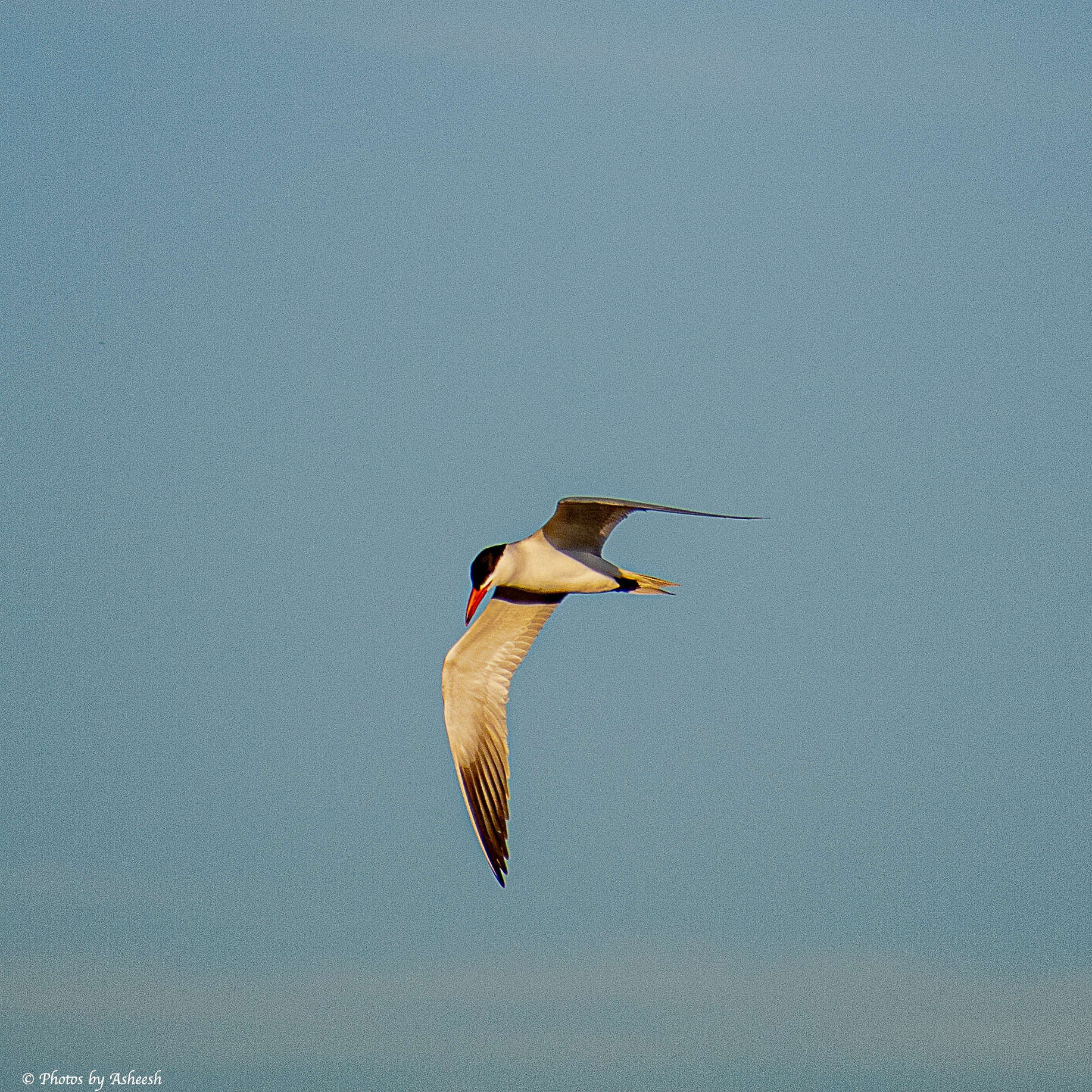 Caspian Tern in Flight