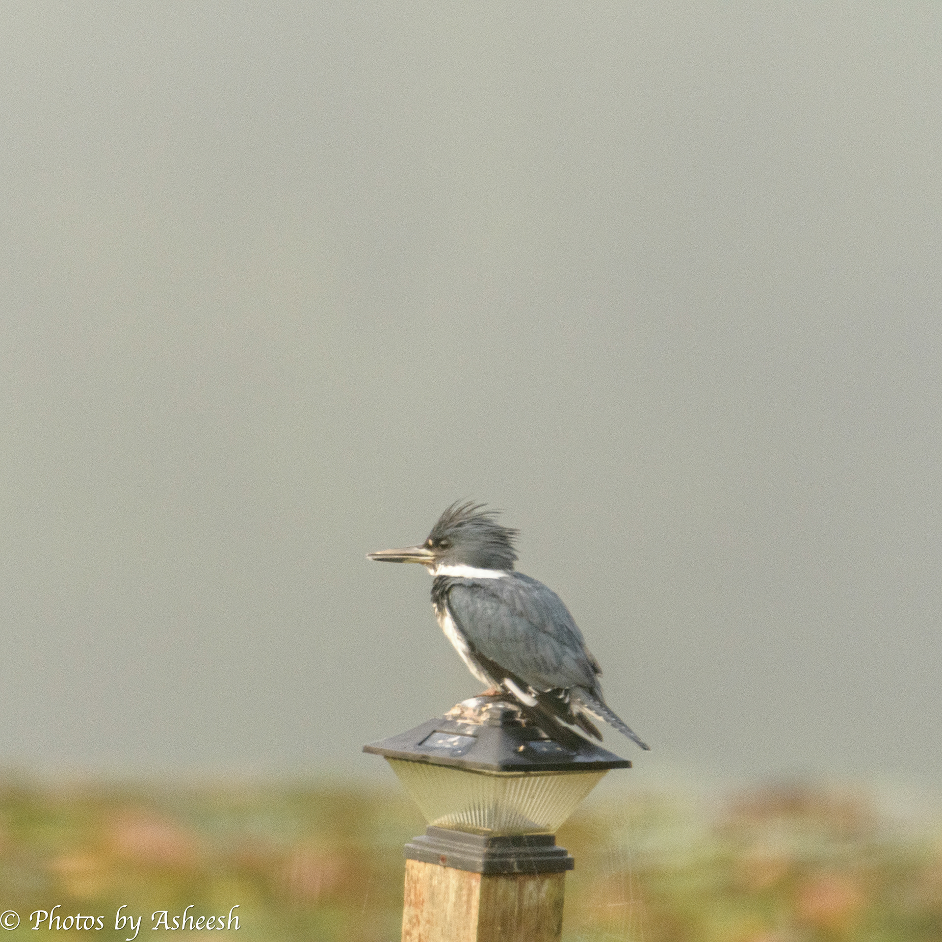 Belted Kingfisher