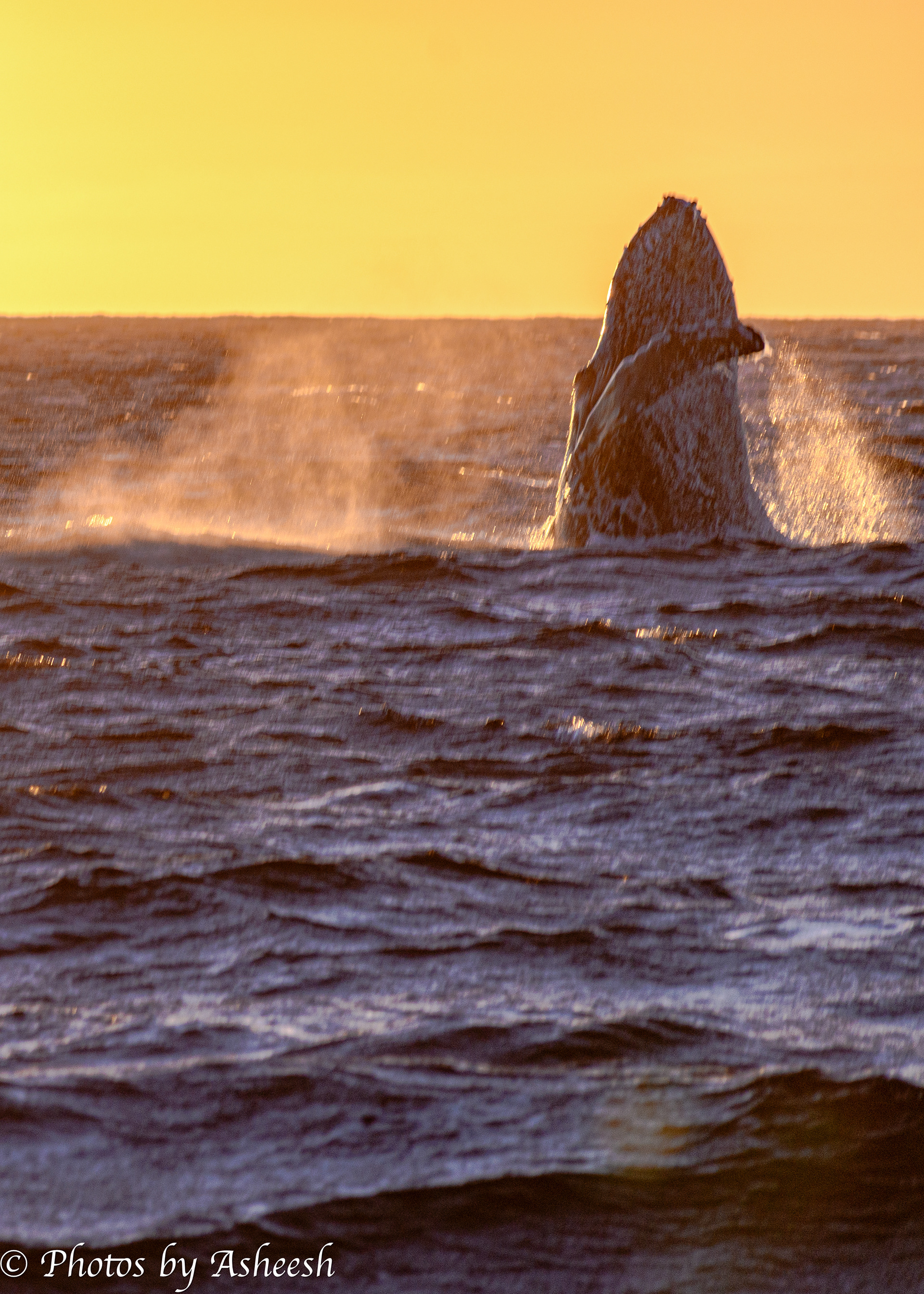 Humpback Whale breach