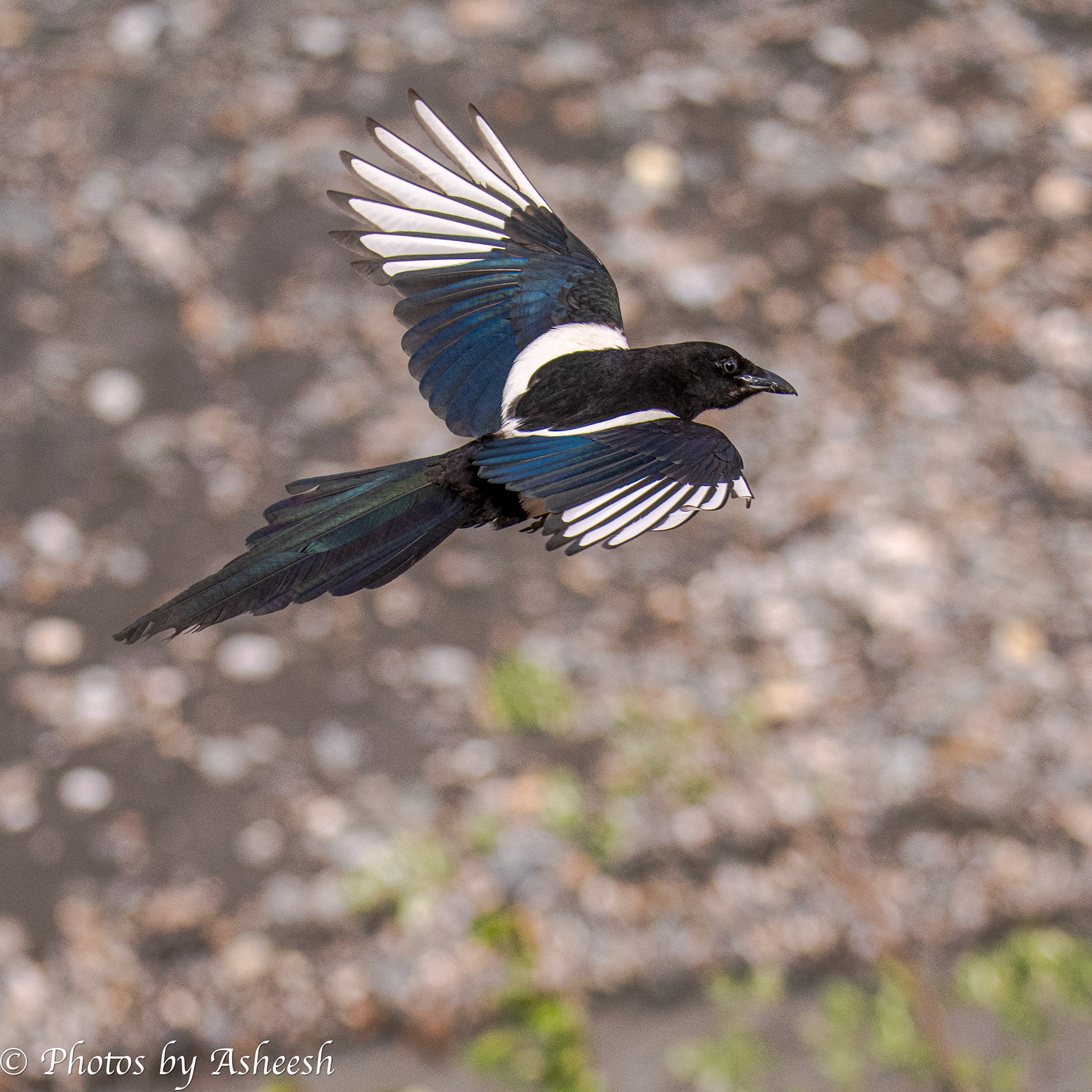 Magpie