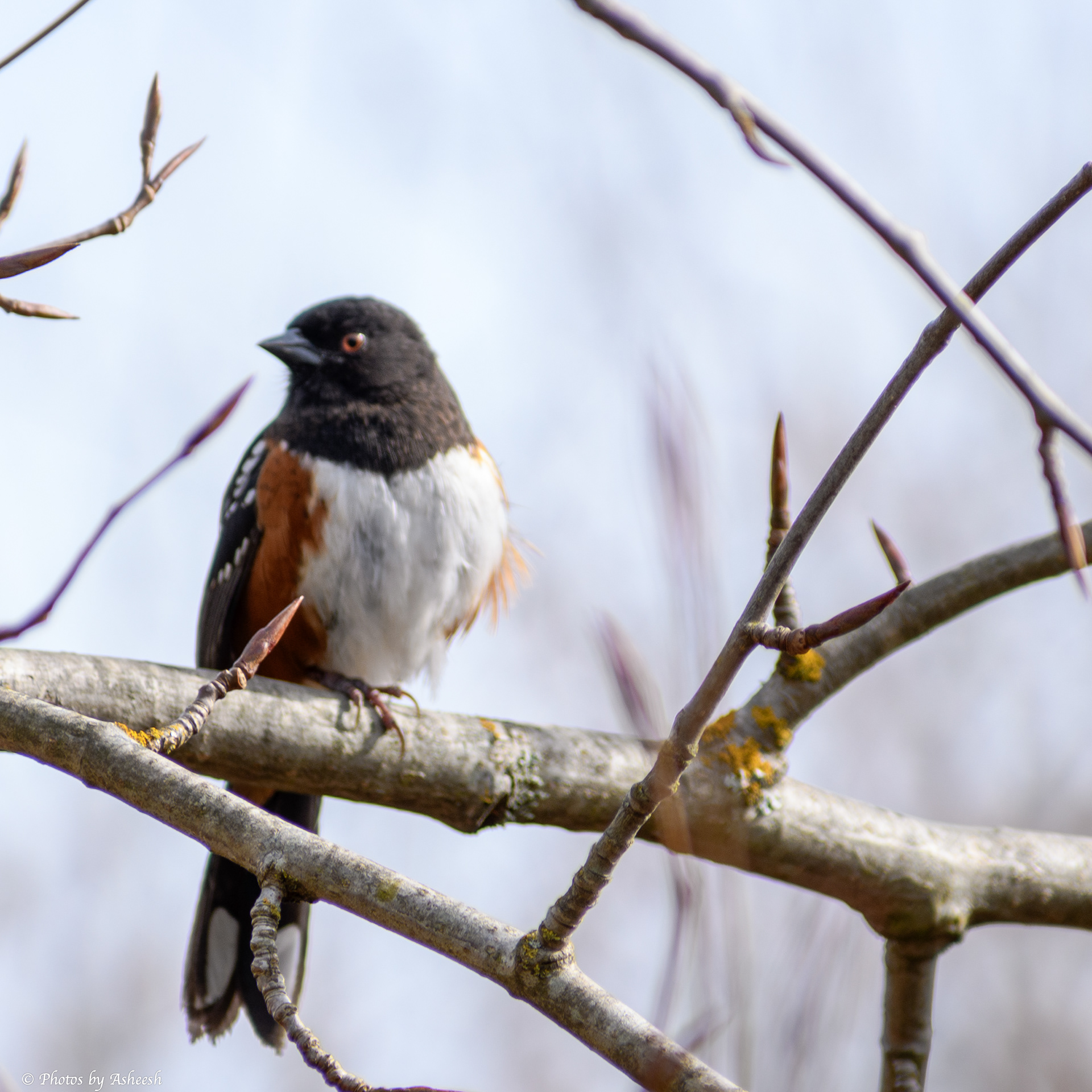 Spotted Towhee