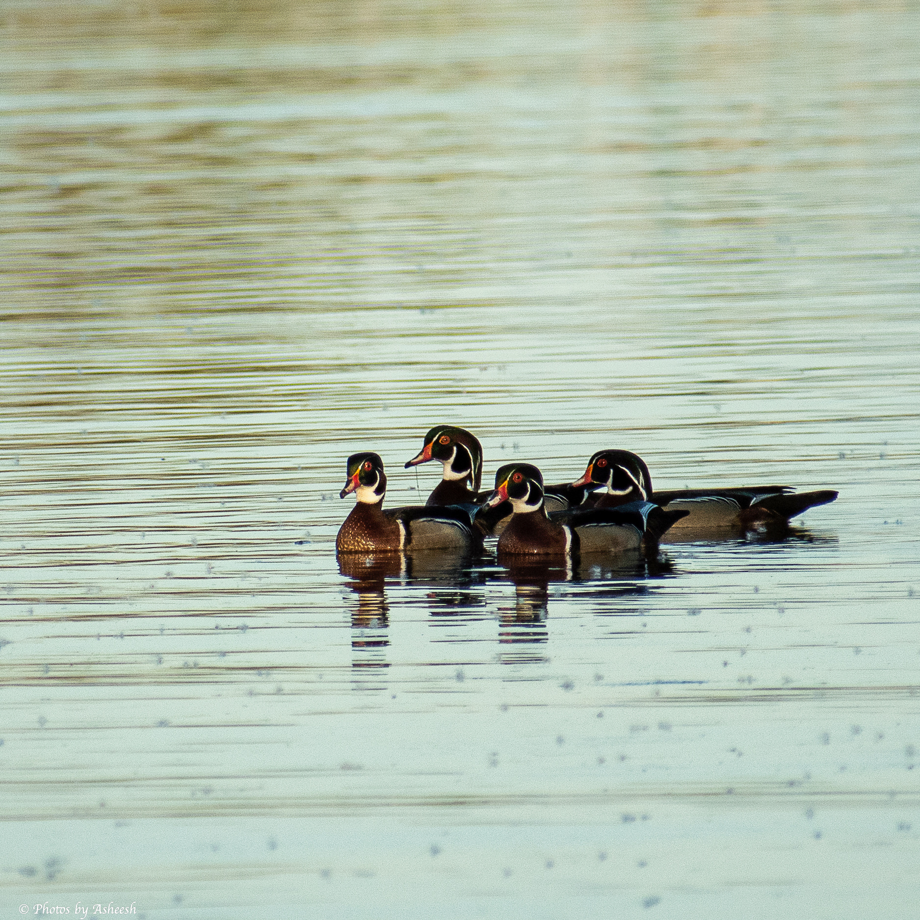 Wood Ducks