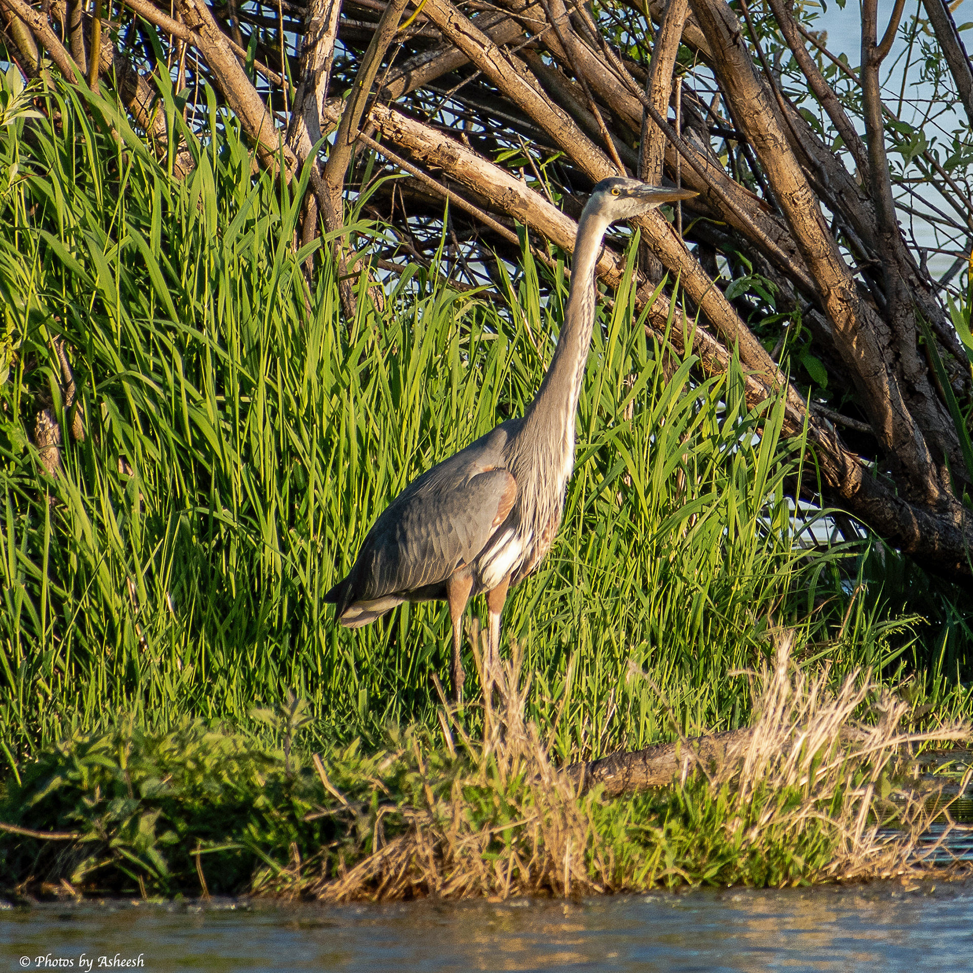 Great Blue Heron