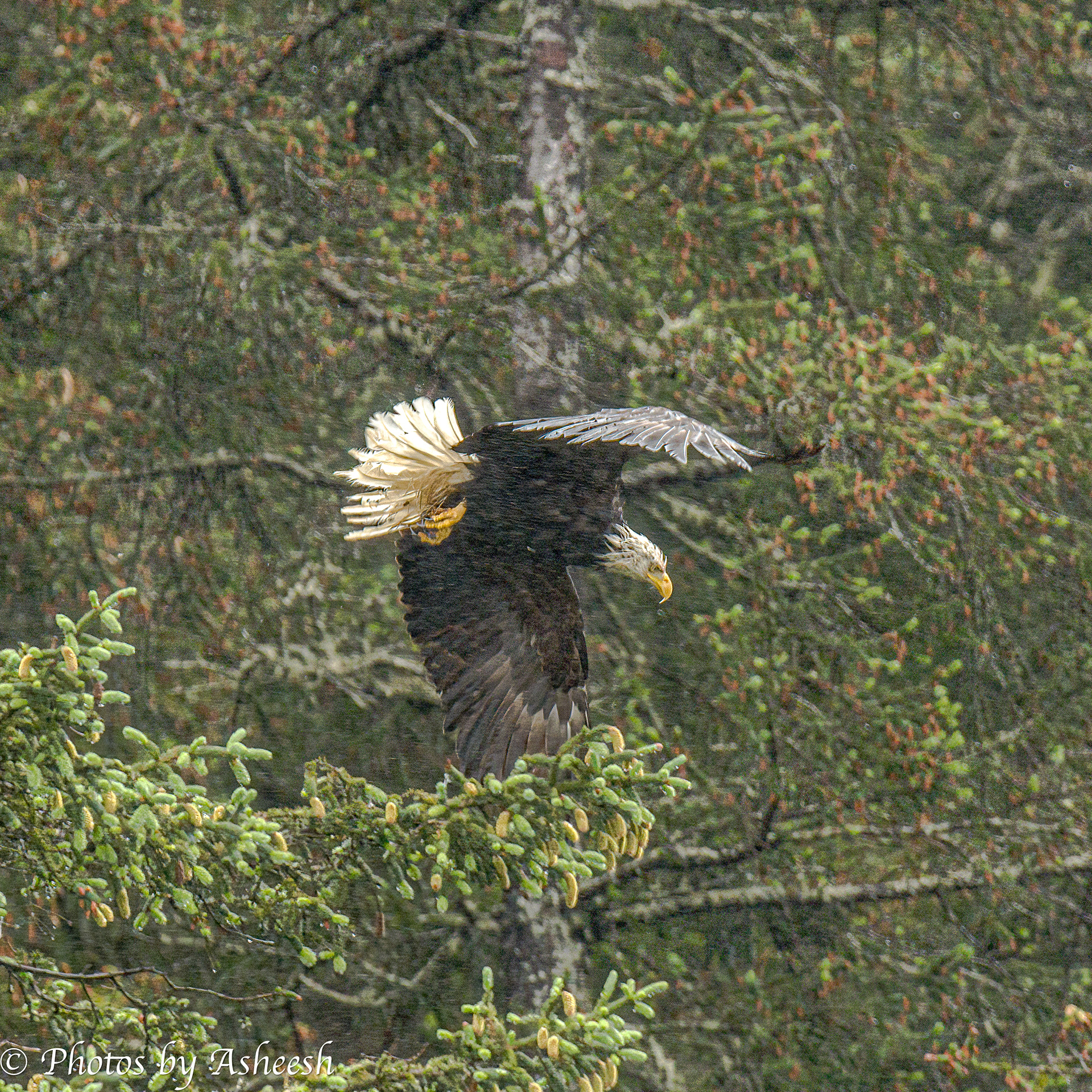 Bald eagle in flight