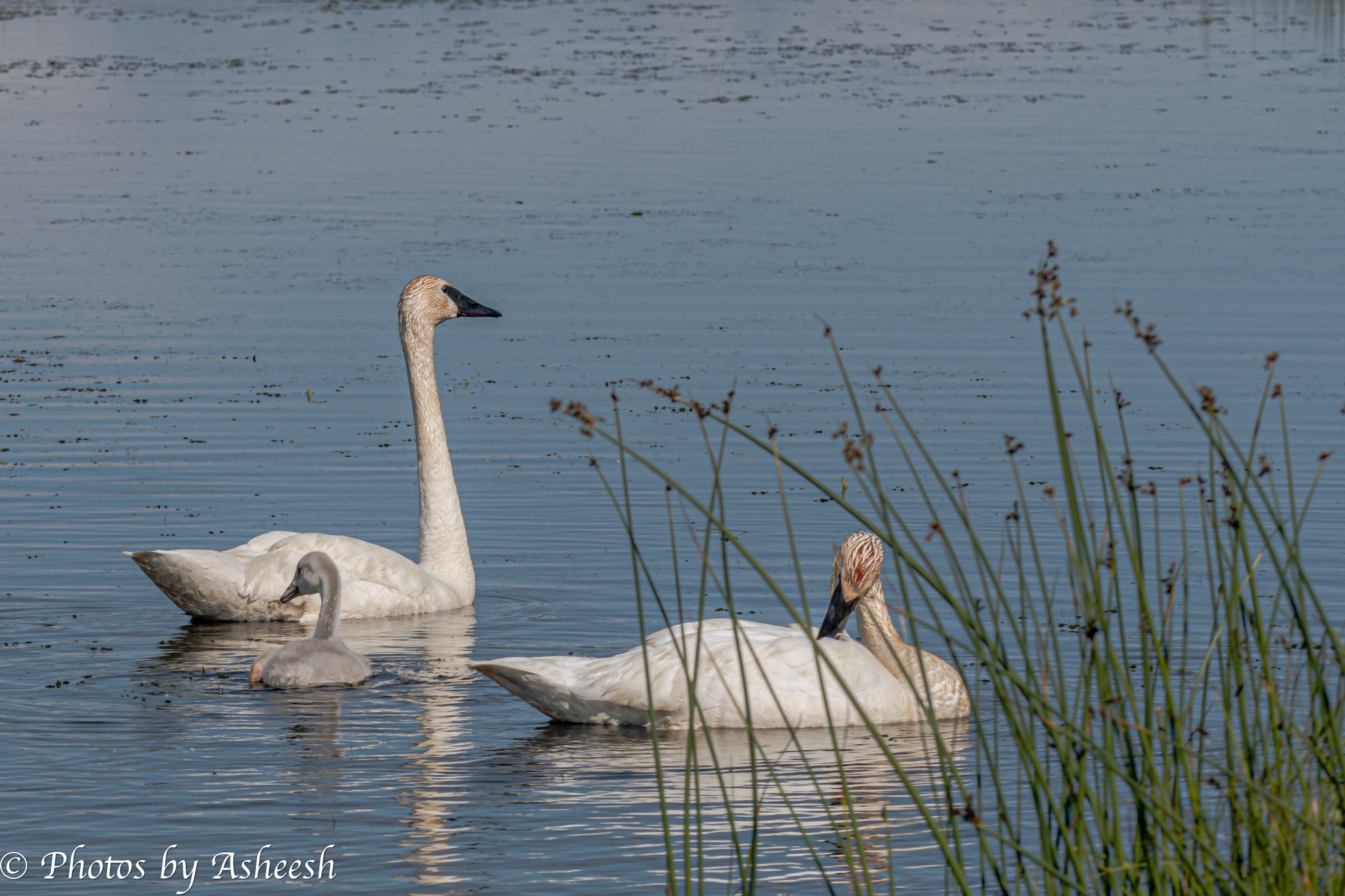 Swan family with cygnets