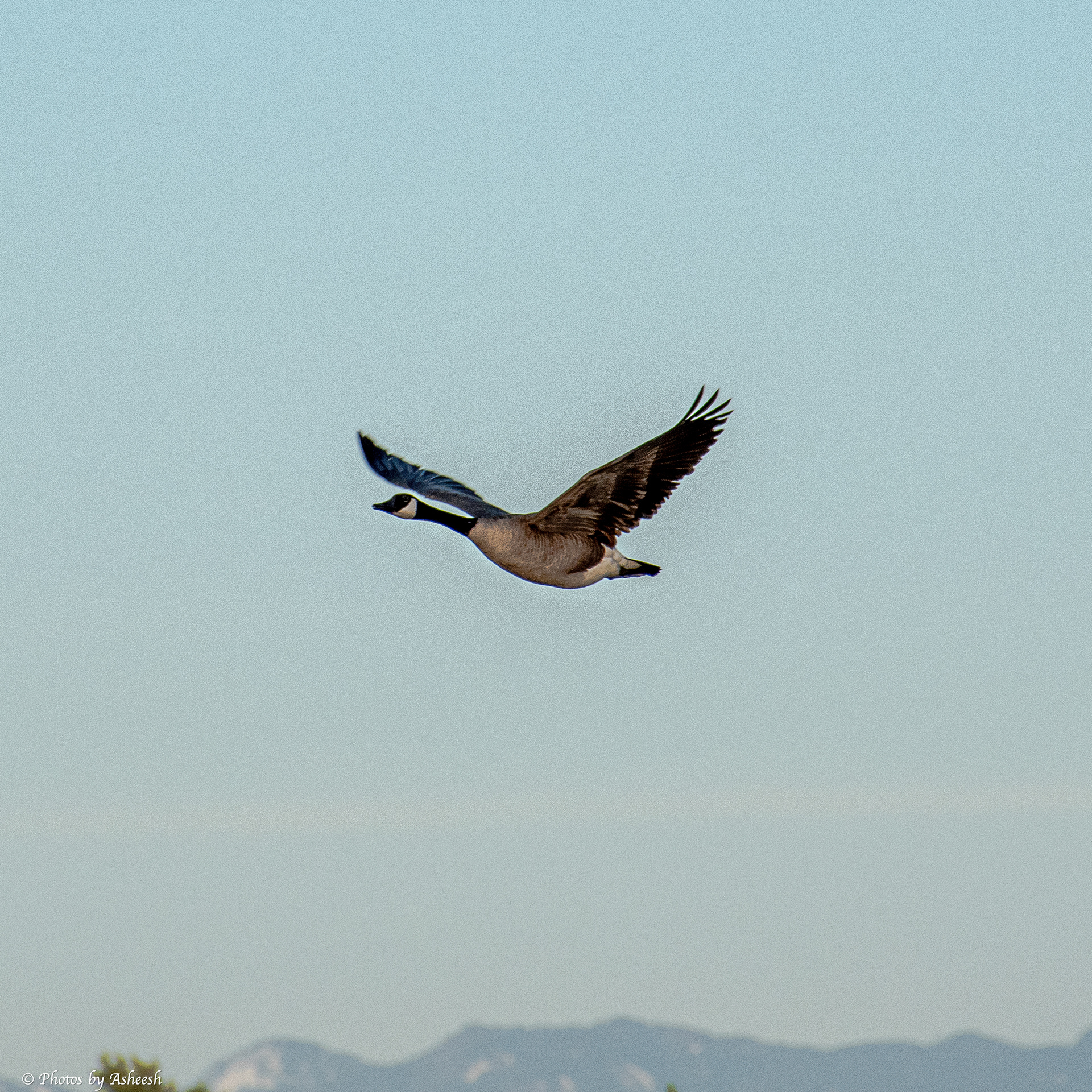 Goose in flight
