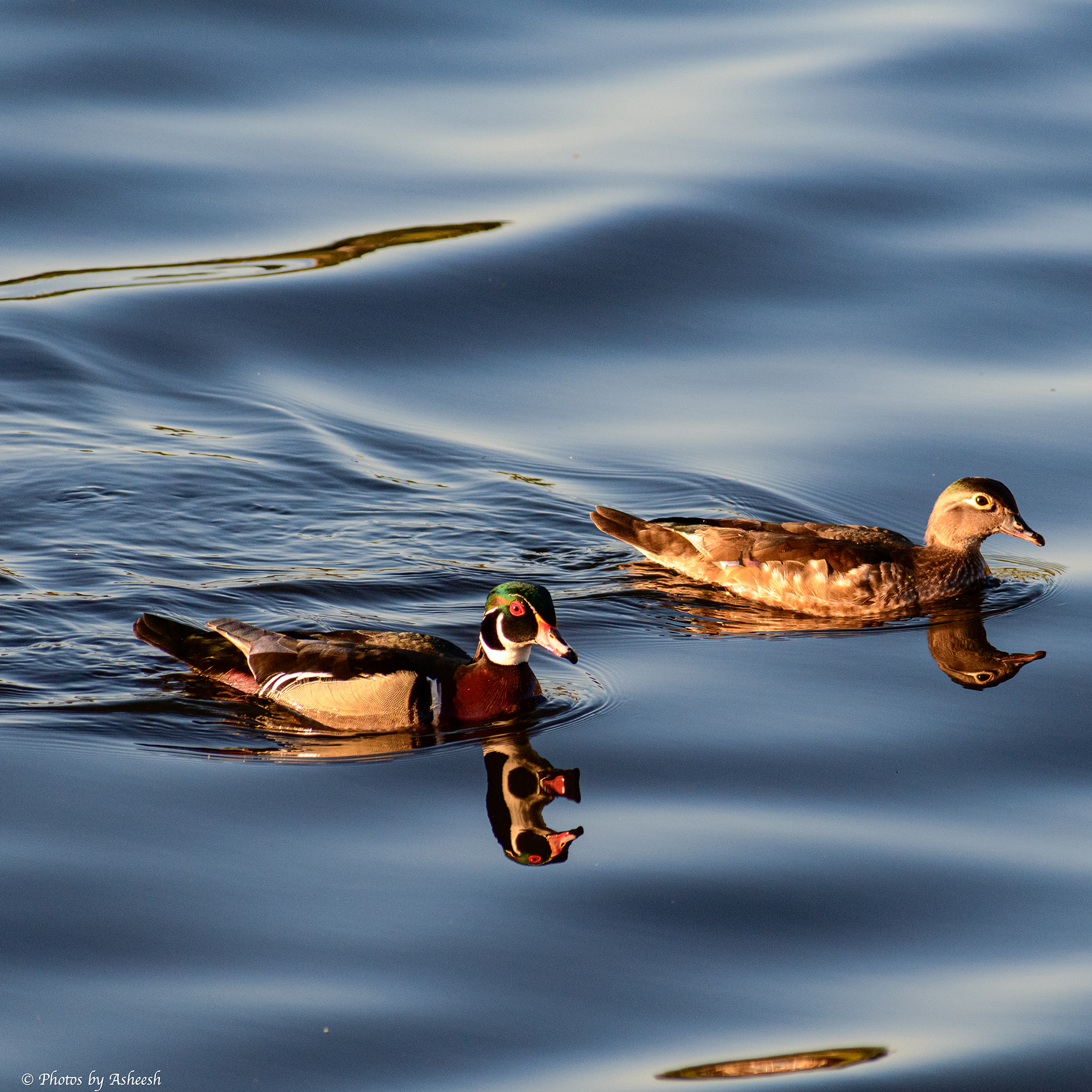 Wood Ducks - male & female