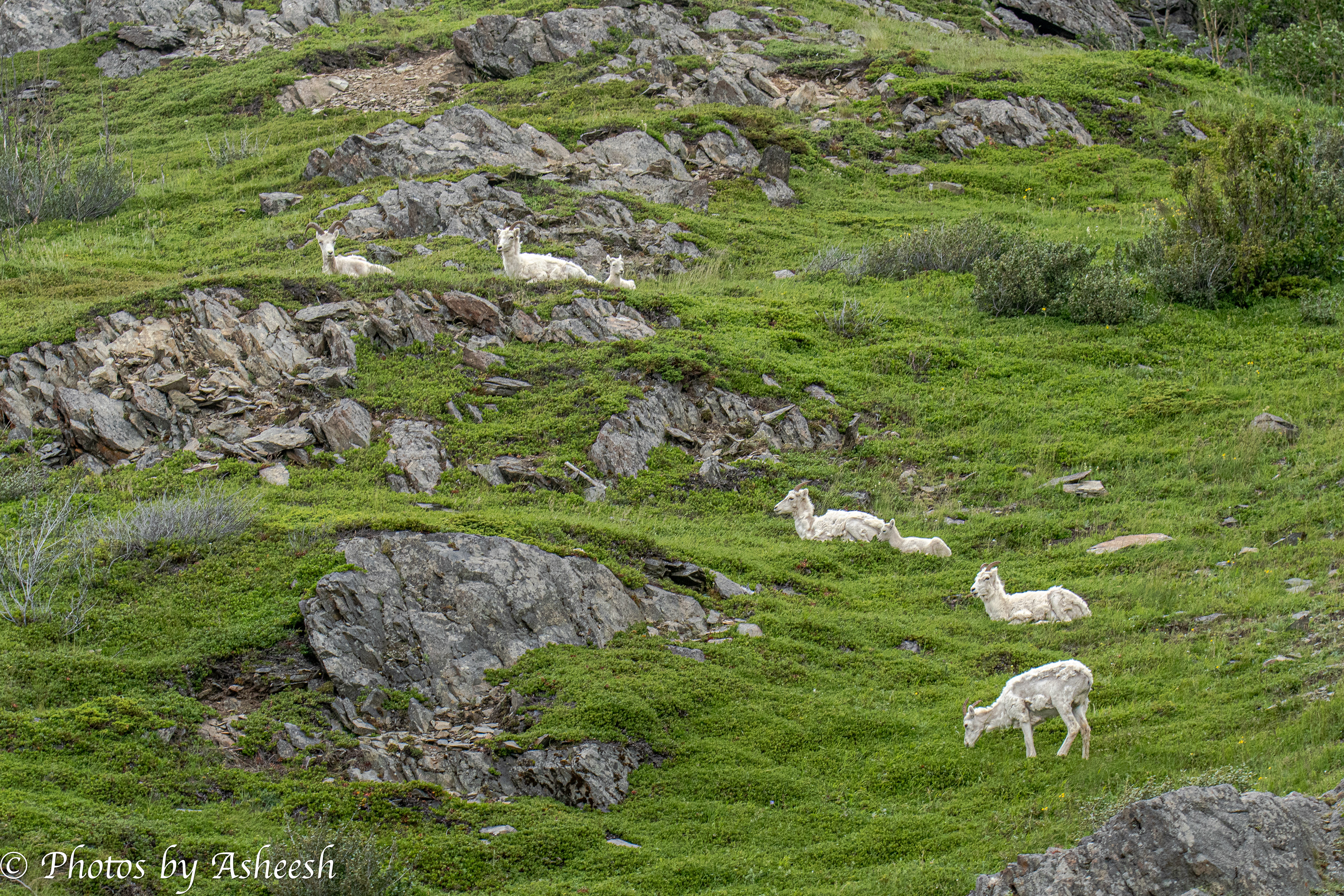 Female Dall Sheep & Lambs