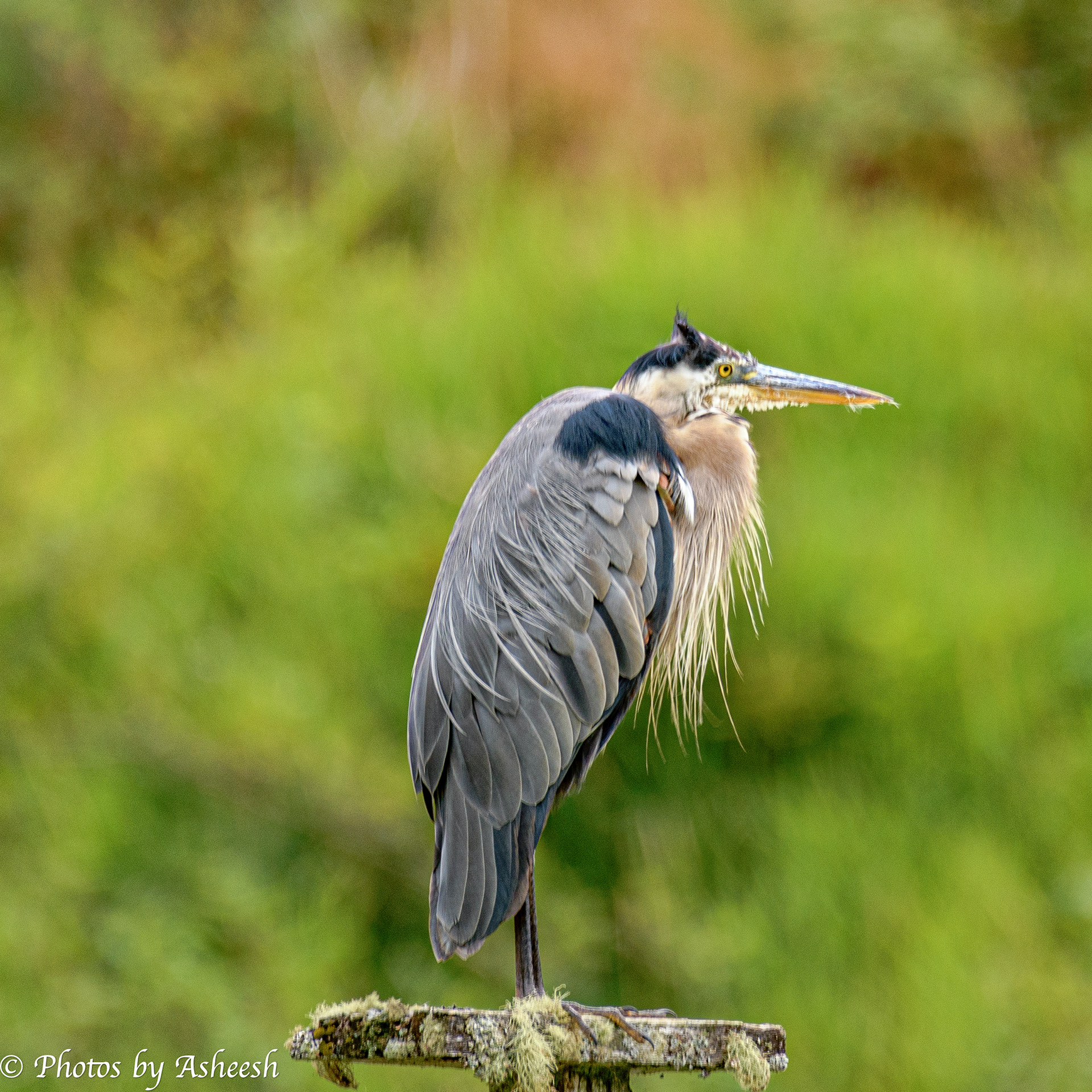 Great Blue Heron