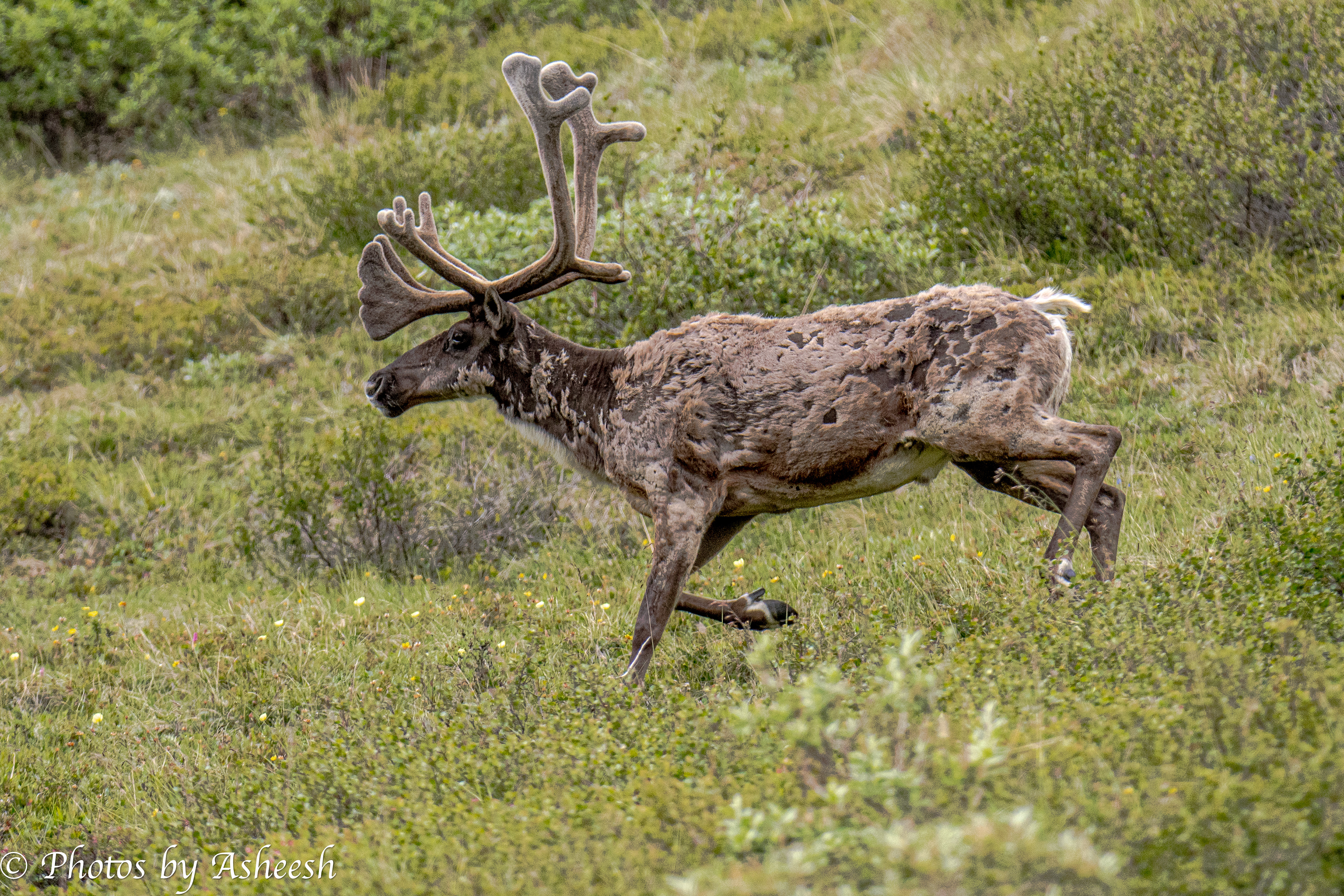 Caribou