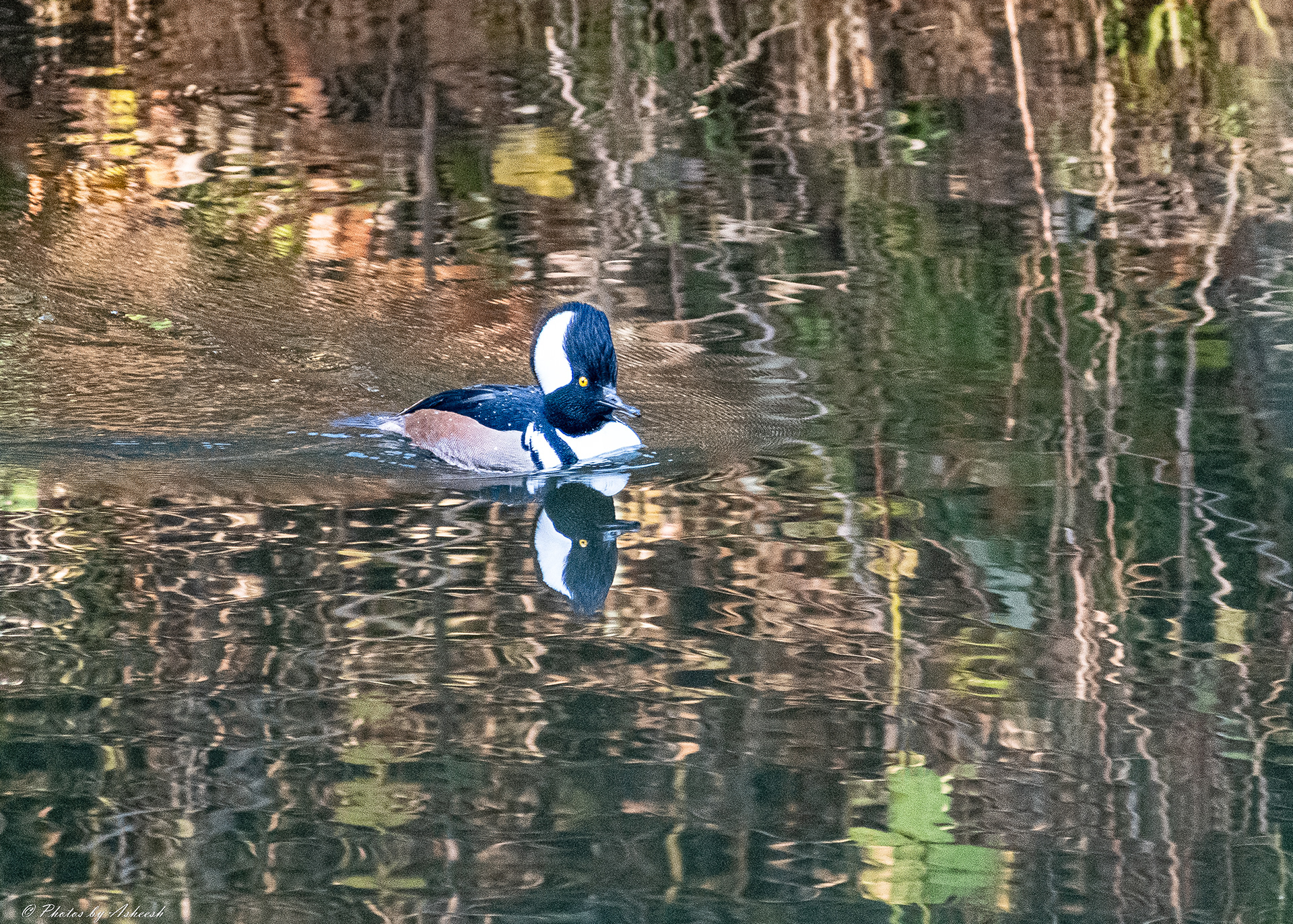 Hooded Merganser