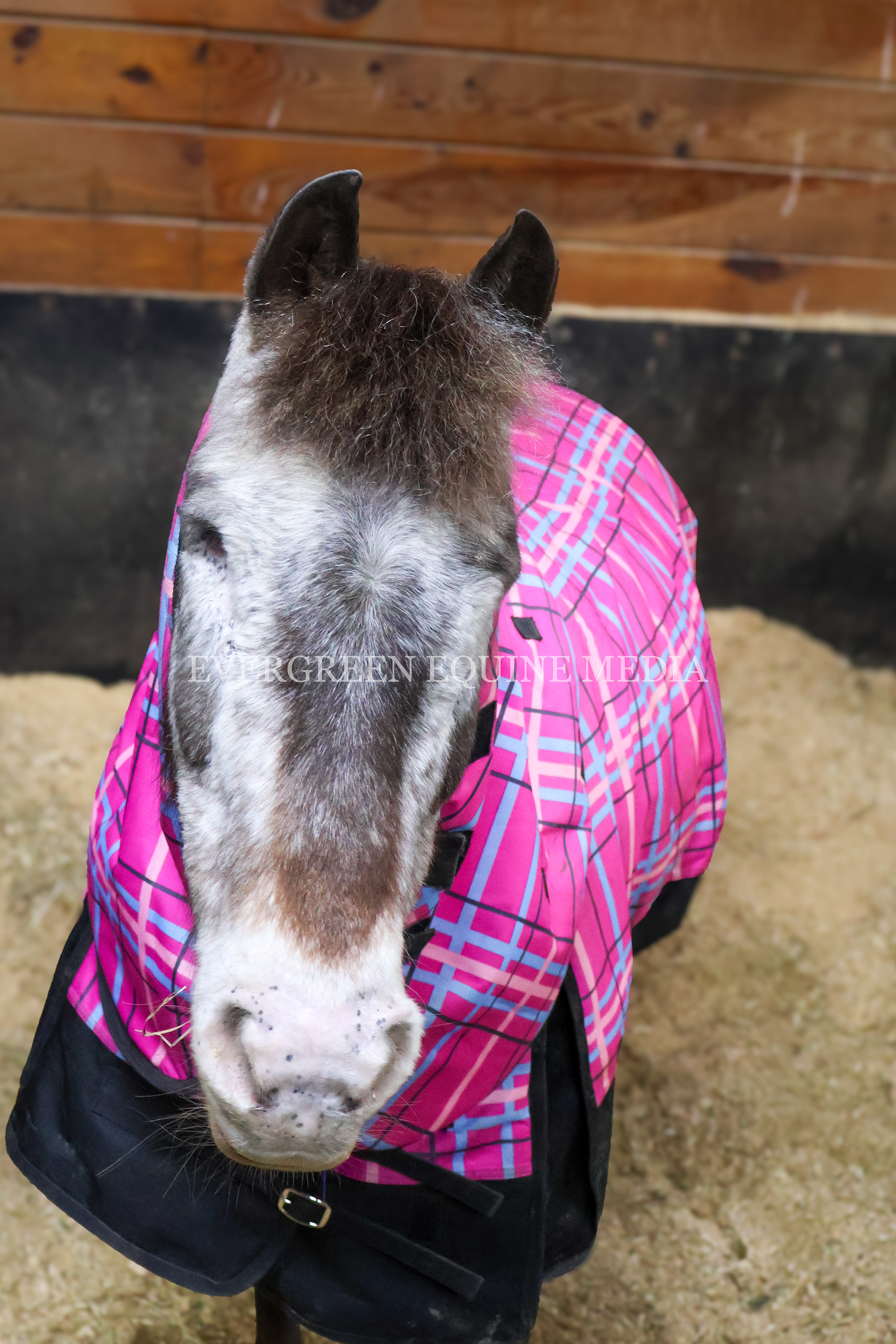 Blind pony after bilateral enucleation