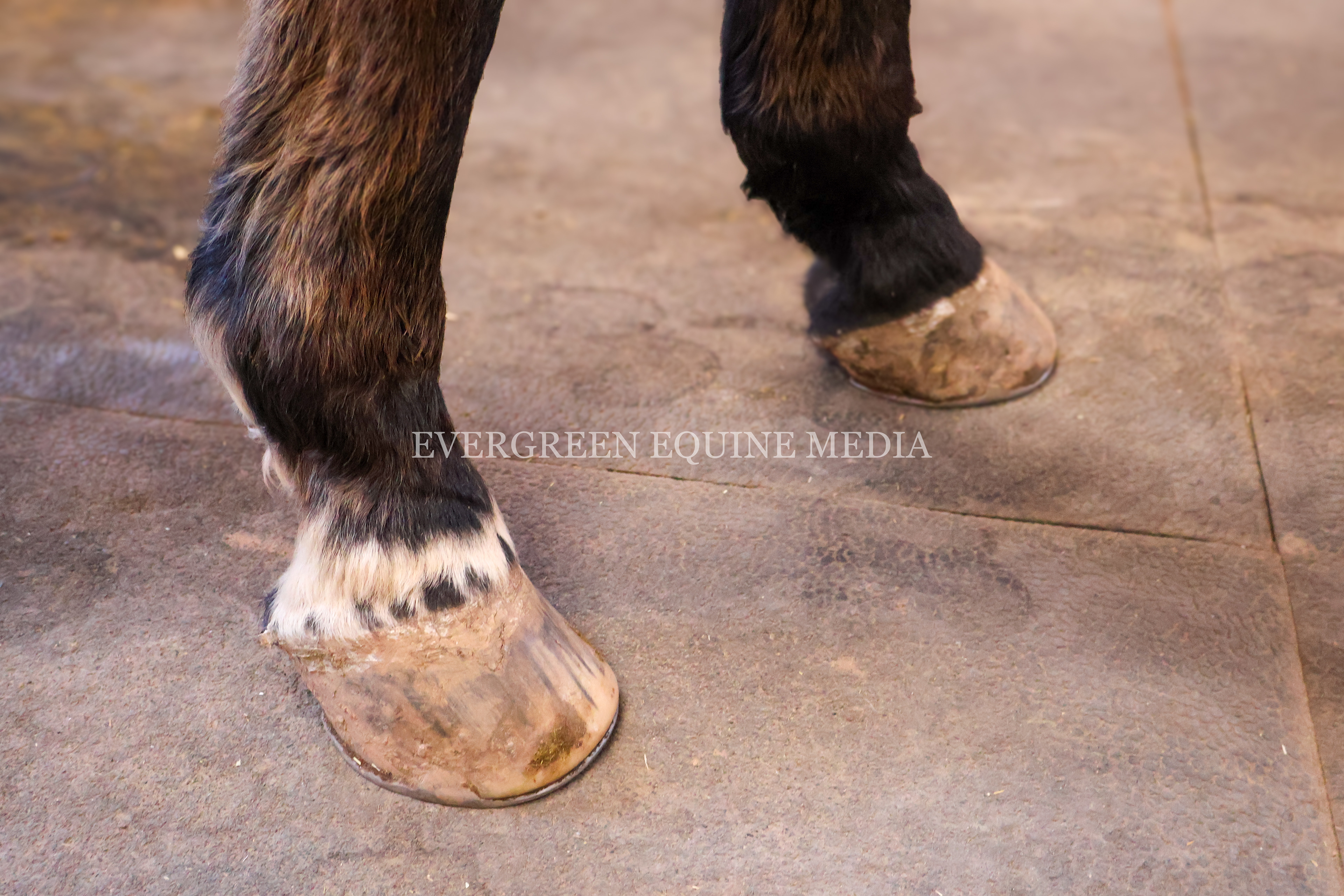 30-year old Warmblood gelding with advanced ringbone.