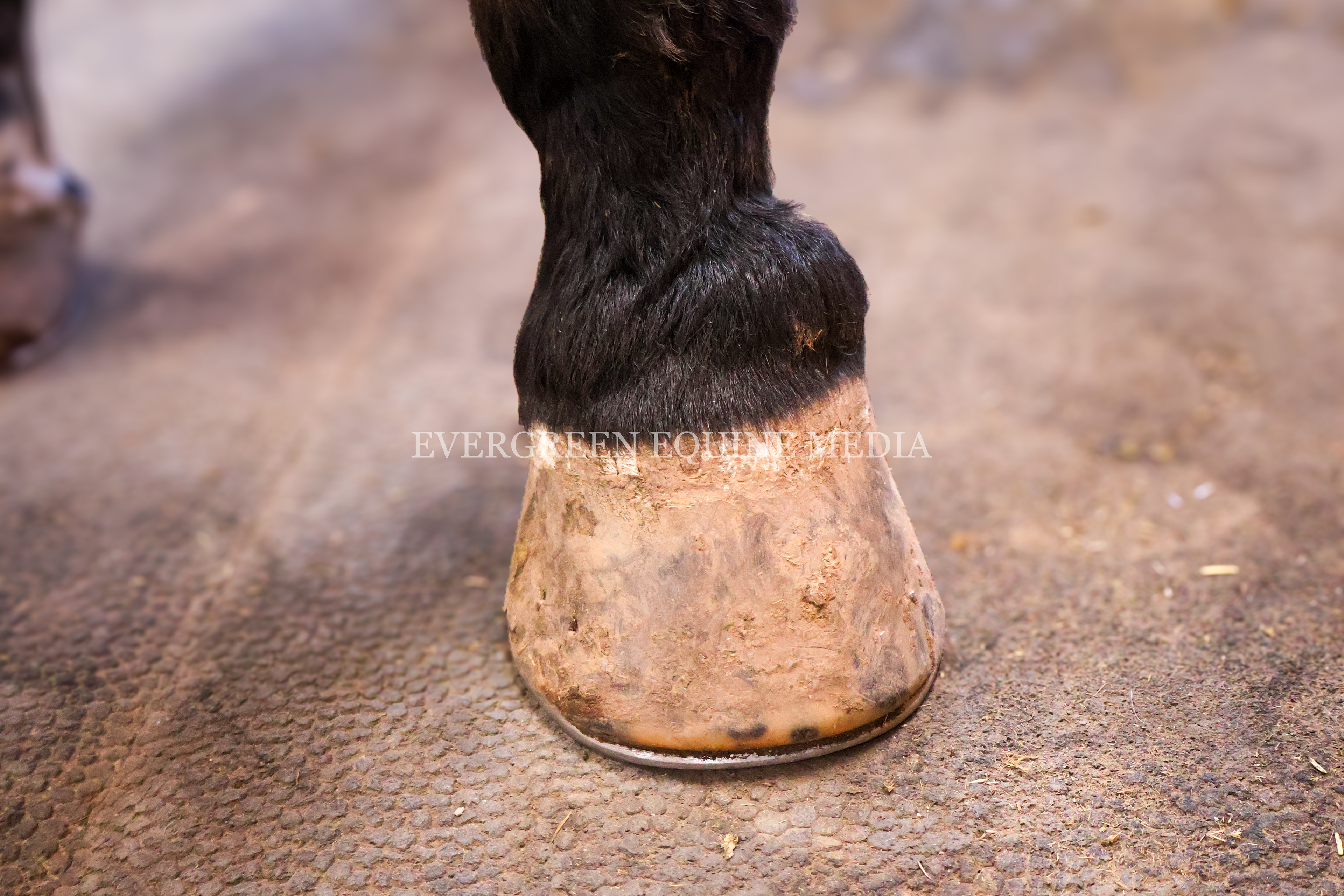 30-year old Warmblood gelding with advanced ringbone.