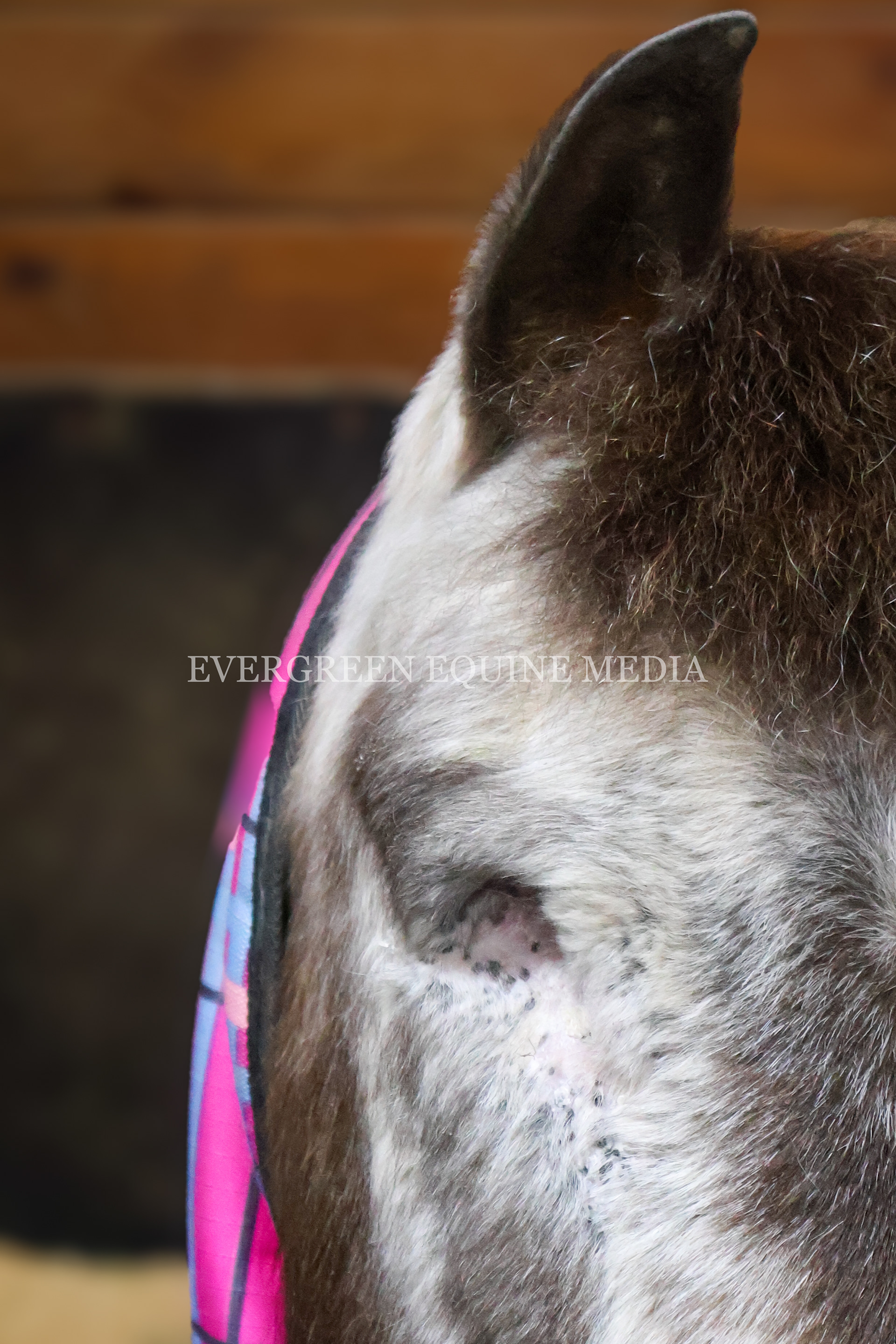 Blind pony after bilateral enucleation