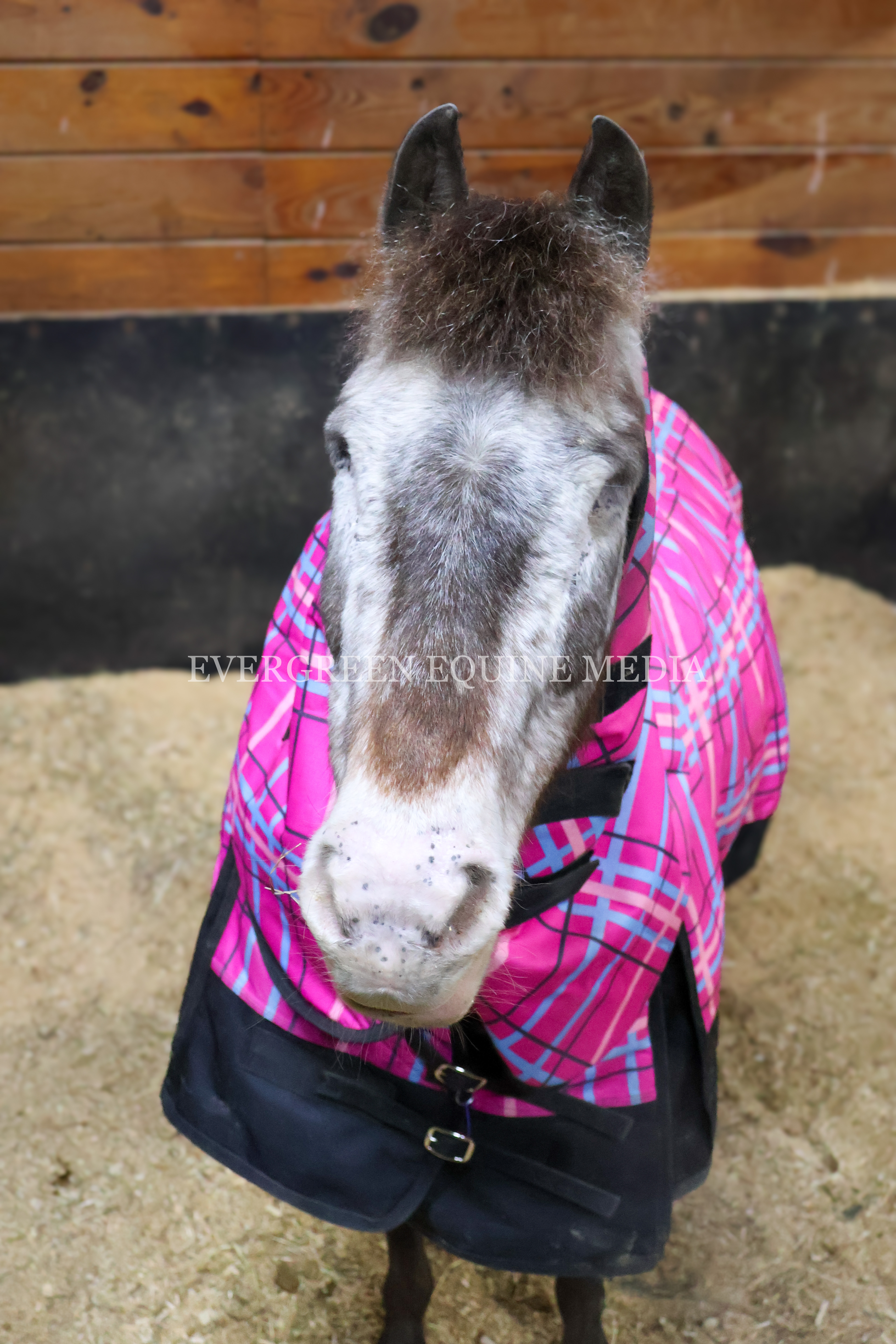 Blind pony after bilateral enucleation