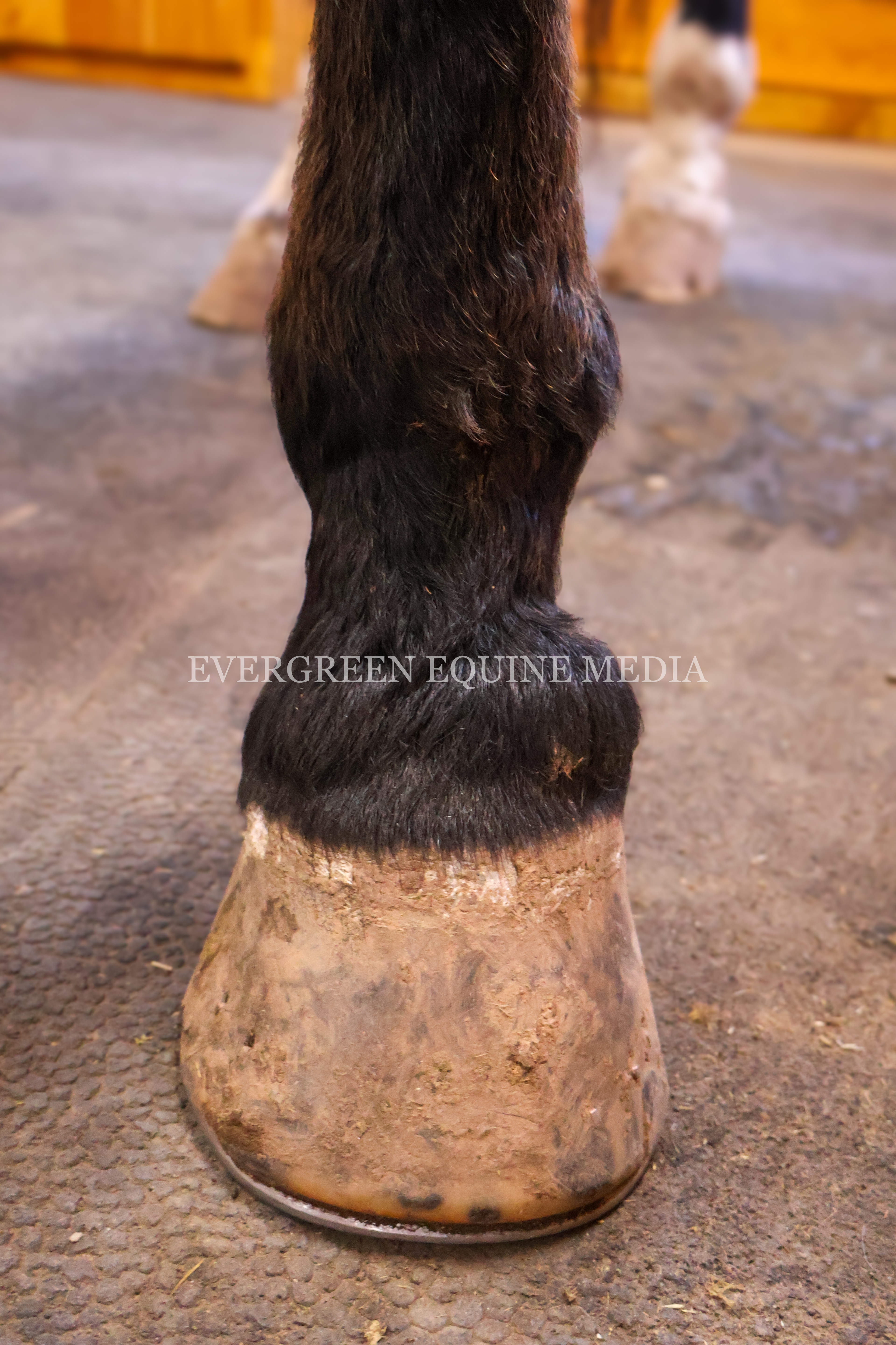 30-year old Warmblood gelding with advanced ringbone.