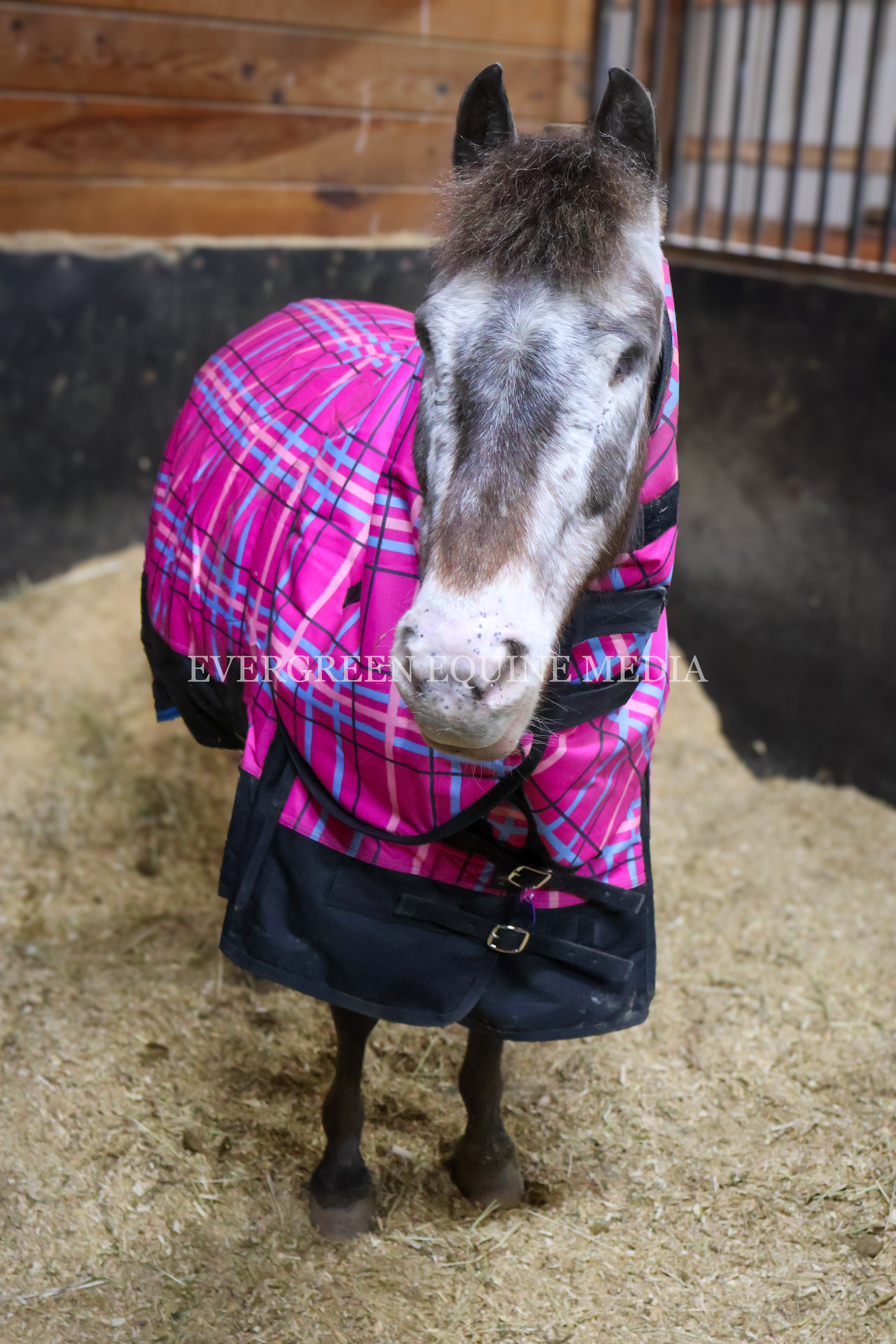Blind pony after bilateral enucleation