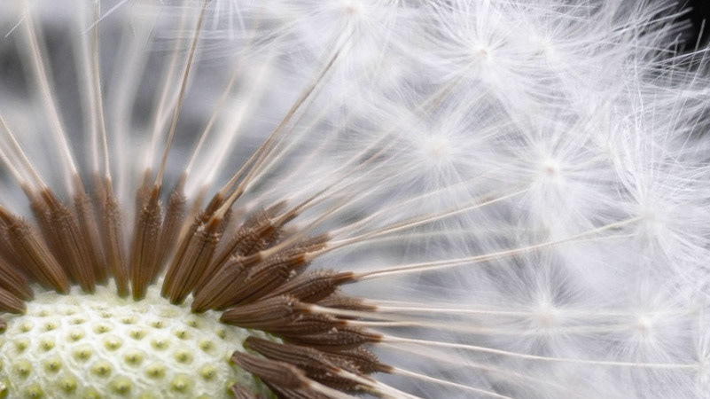 Dandelion seeds
