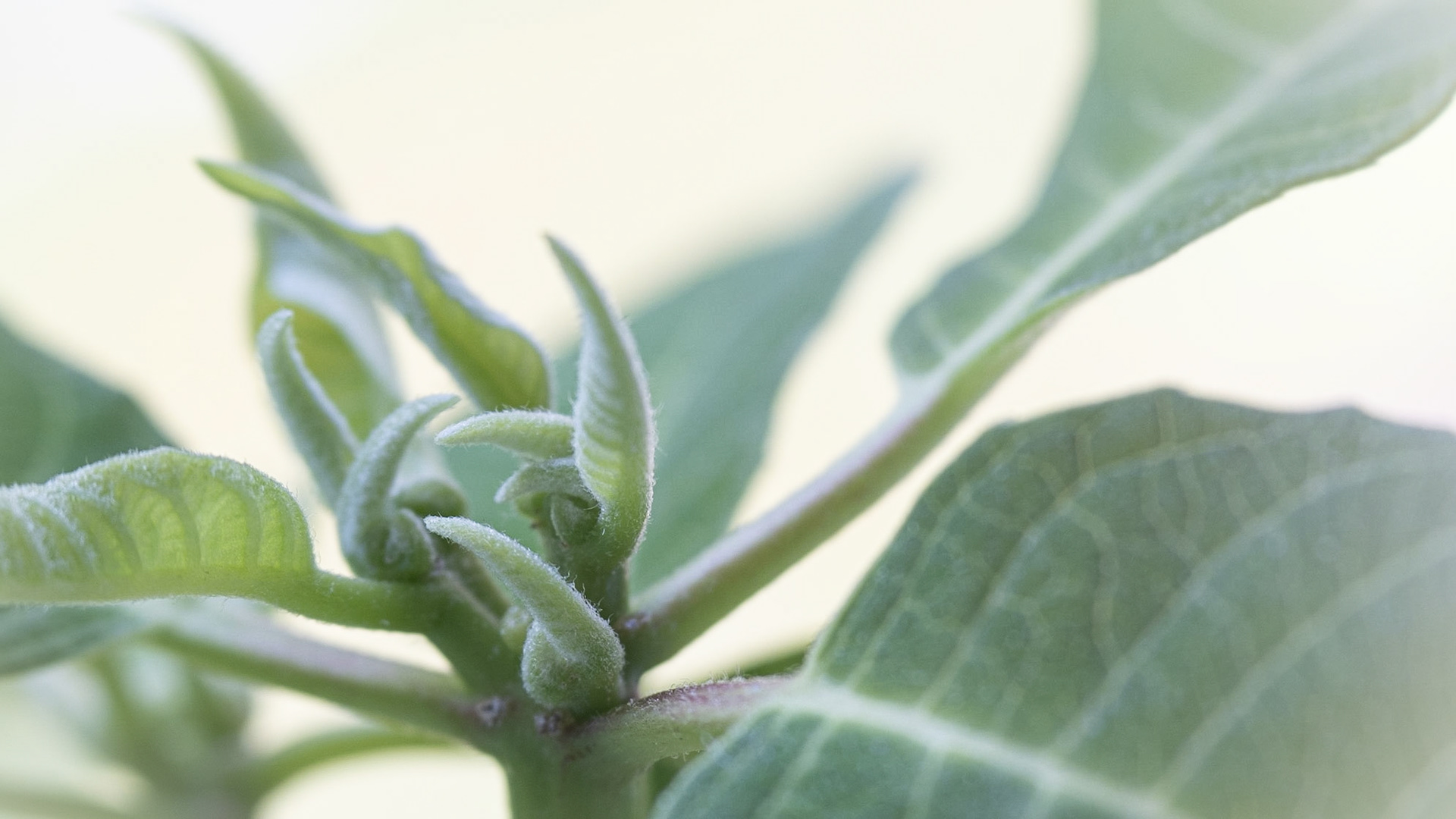 Euphorbia young leaves, Julestjerne, hvid