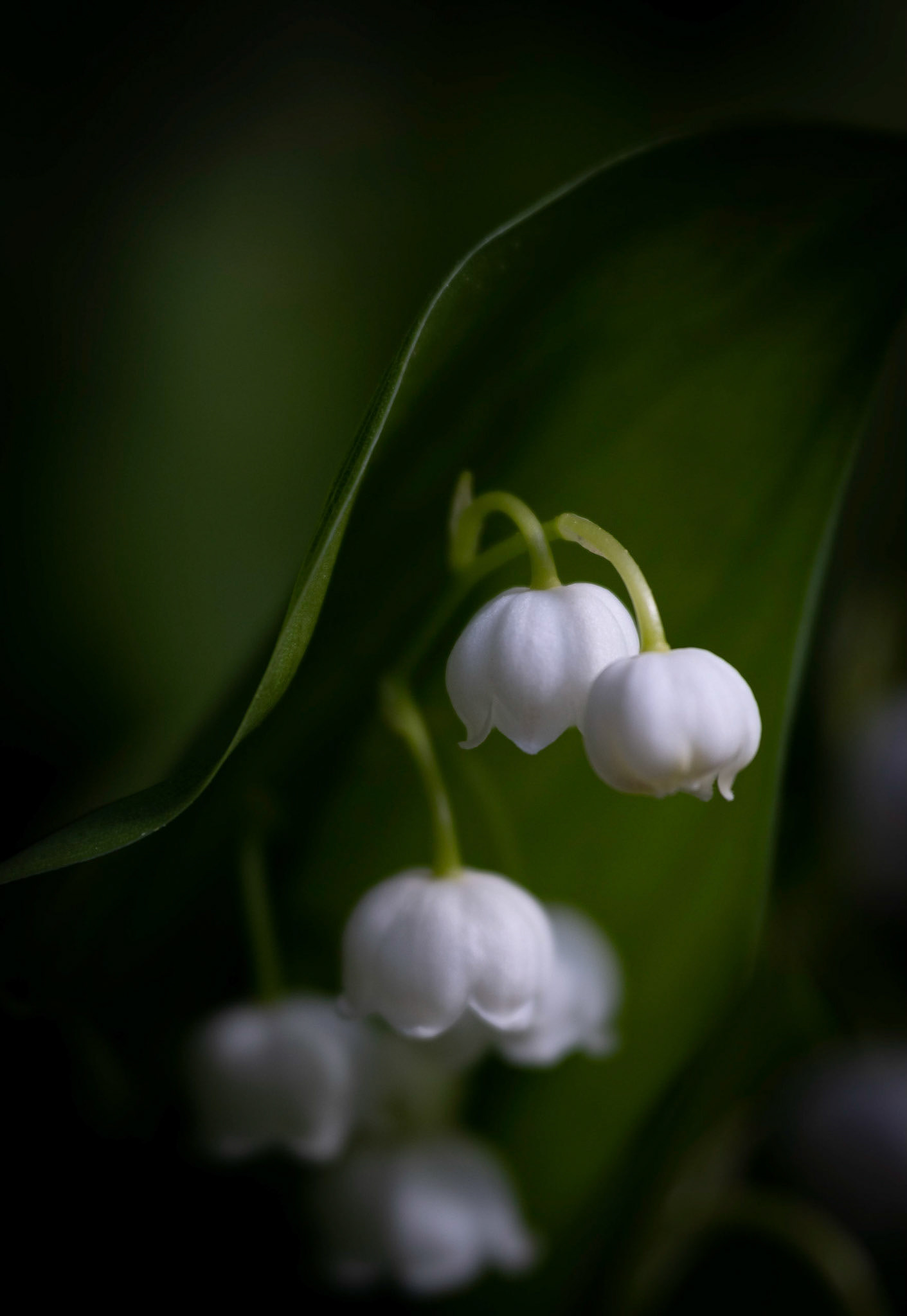 Lily of the valley