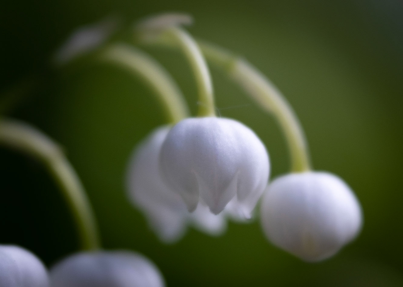 Lily of the valley