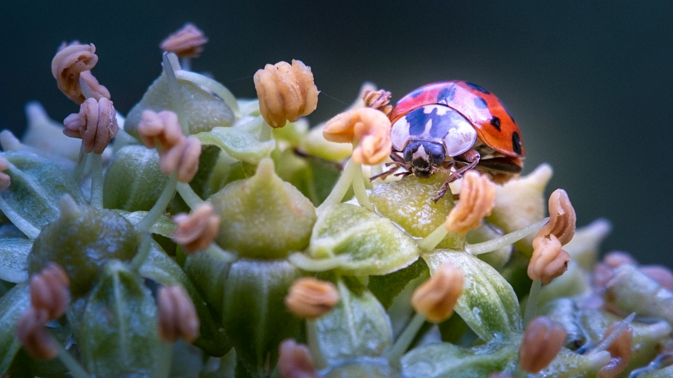 Mariehøne på blomst af en Efeu - fanget sidst i okt.