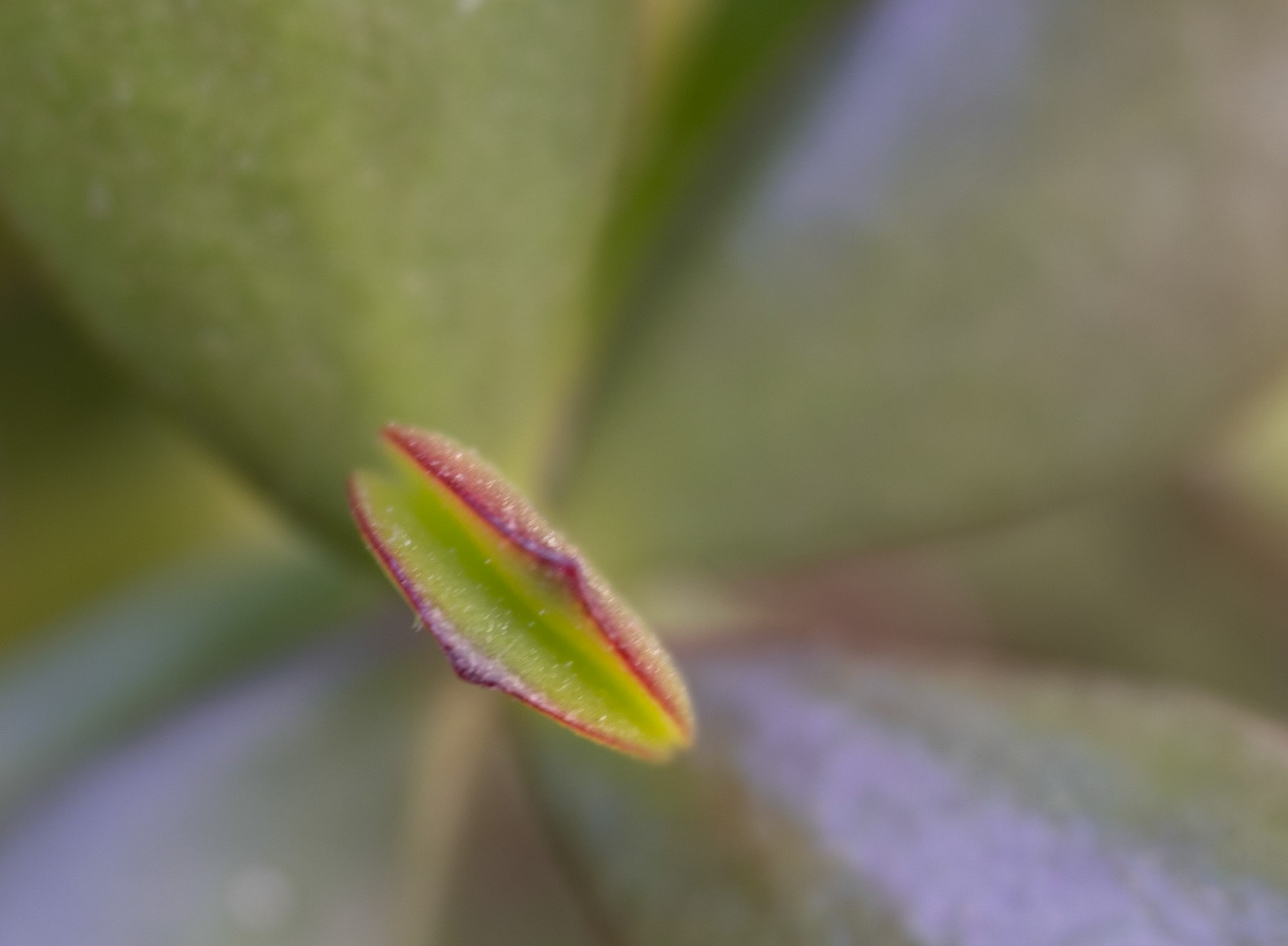 Crassula ovata, Paradistræ