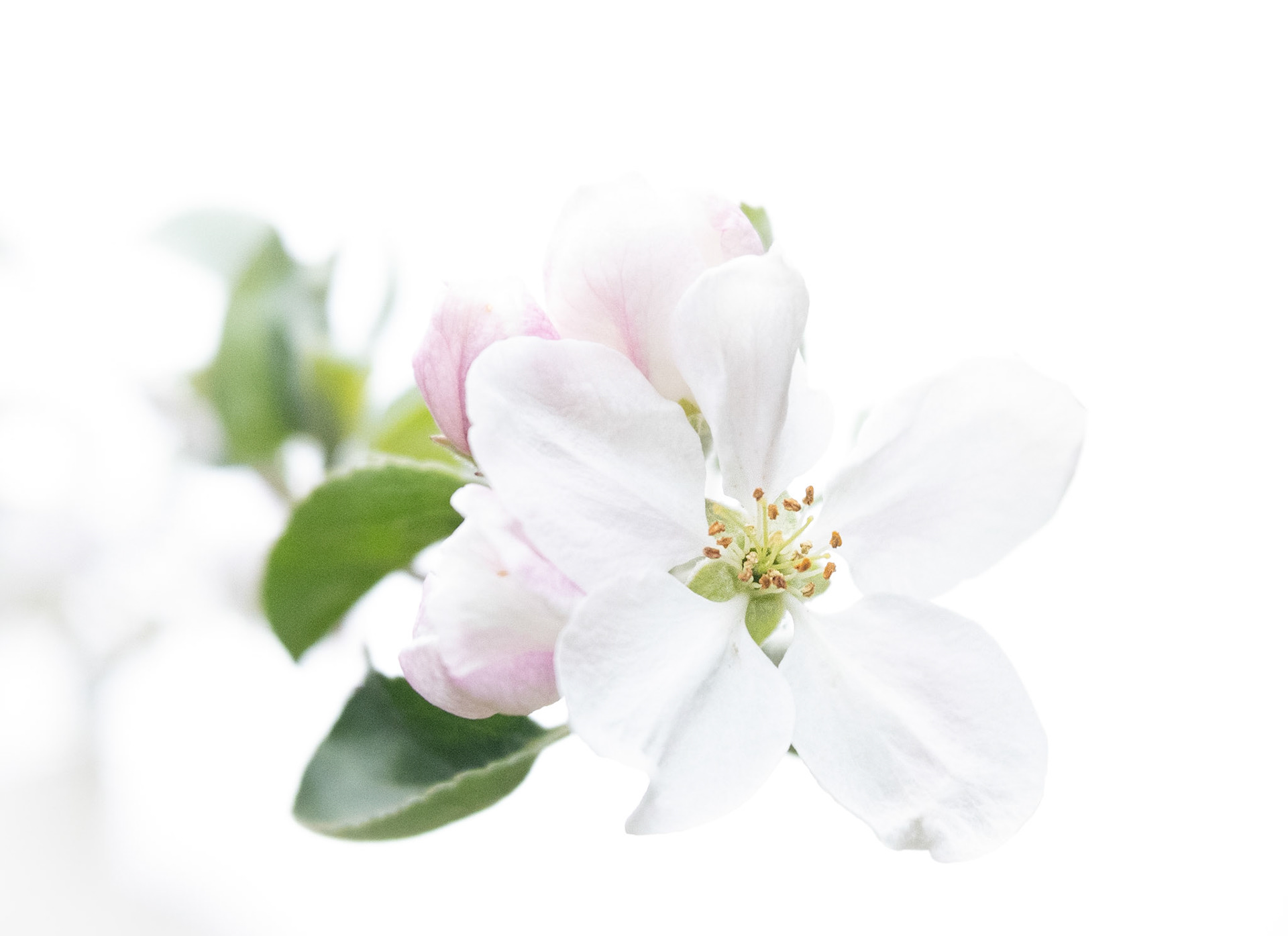 Appleblossum