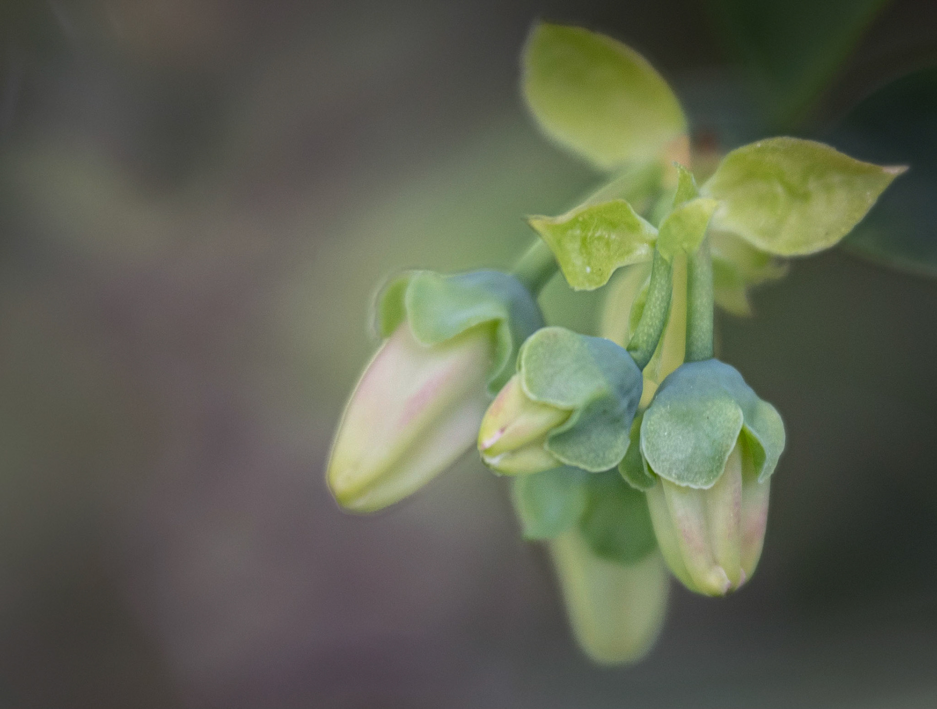 Bilberry. Blåbær
