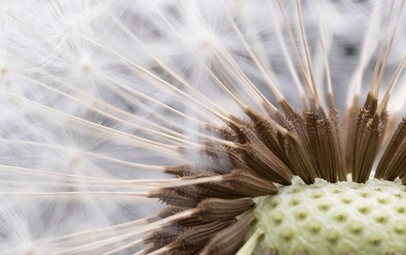 Dandelion seedsg