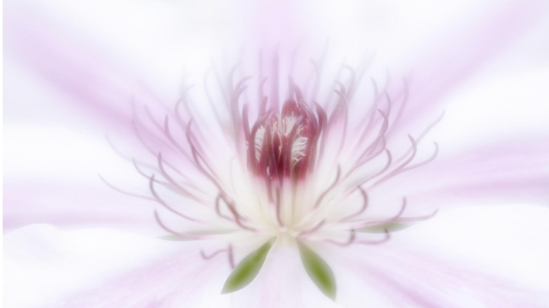 Clematis