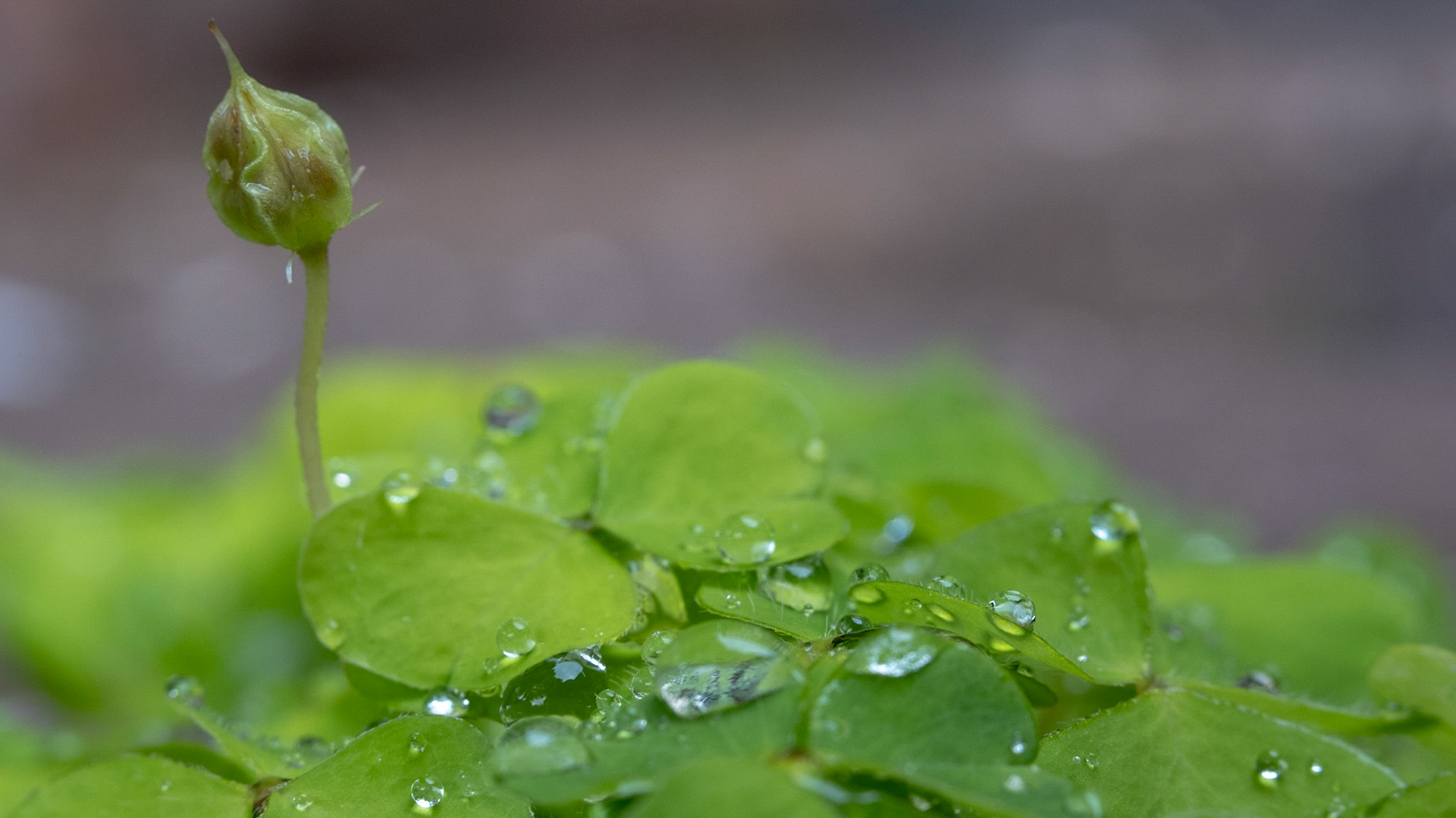 Wood sorrel, Skovsyre