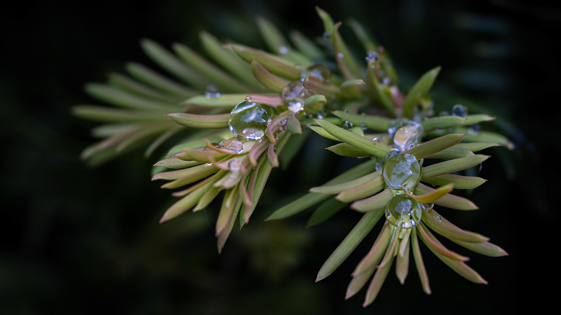 Yew - with rain drops, Taks unge skud.