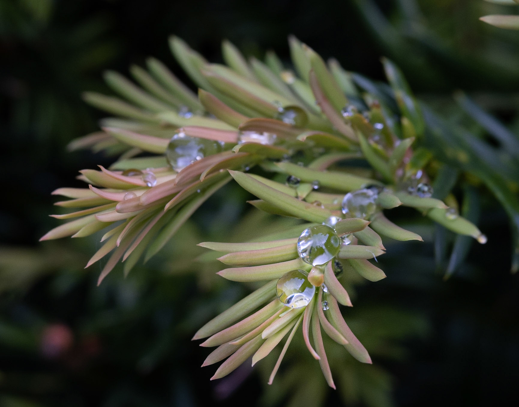 Yew - with rain drops, Taks unge skud.