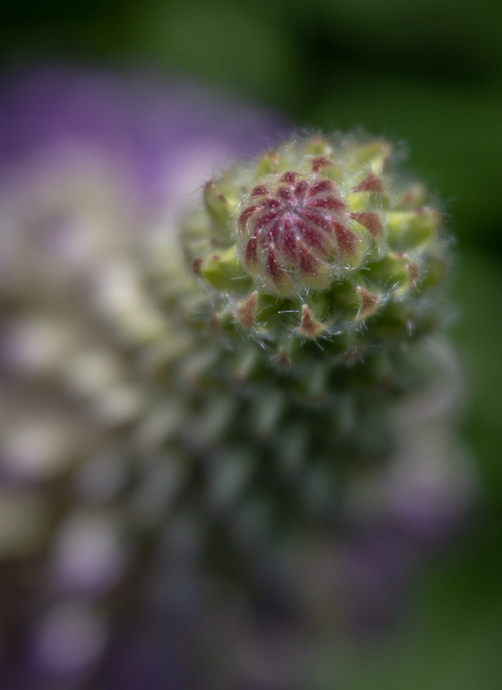 Lupin bud