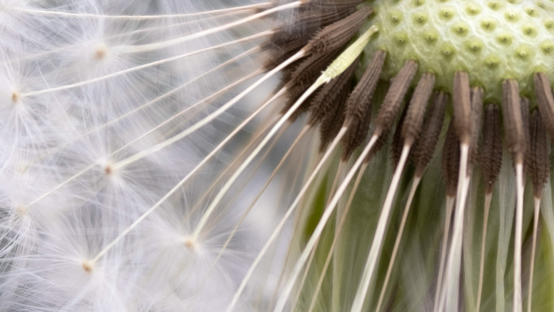 Dandelion seeds