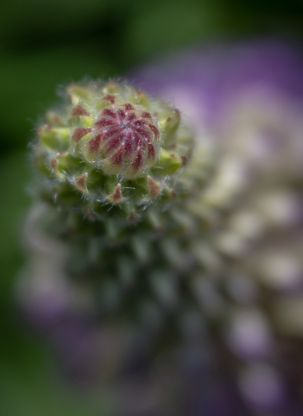 Lupin bud
