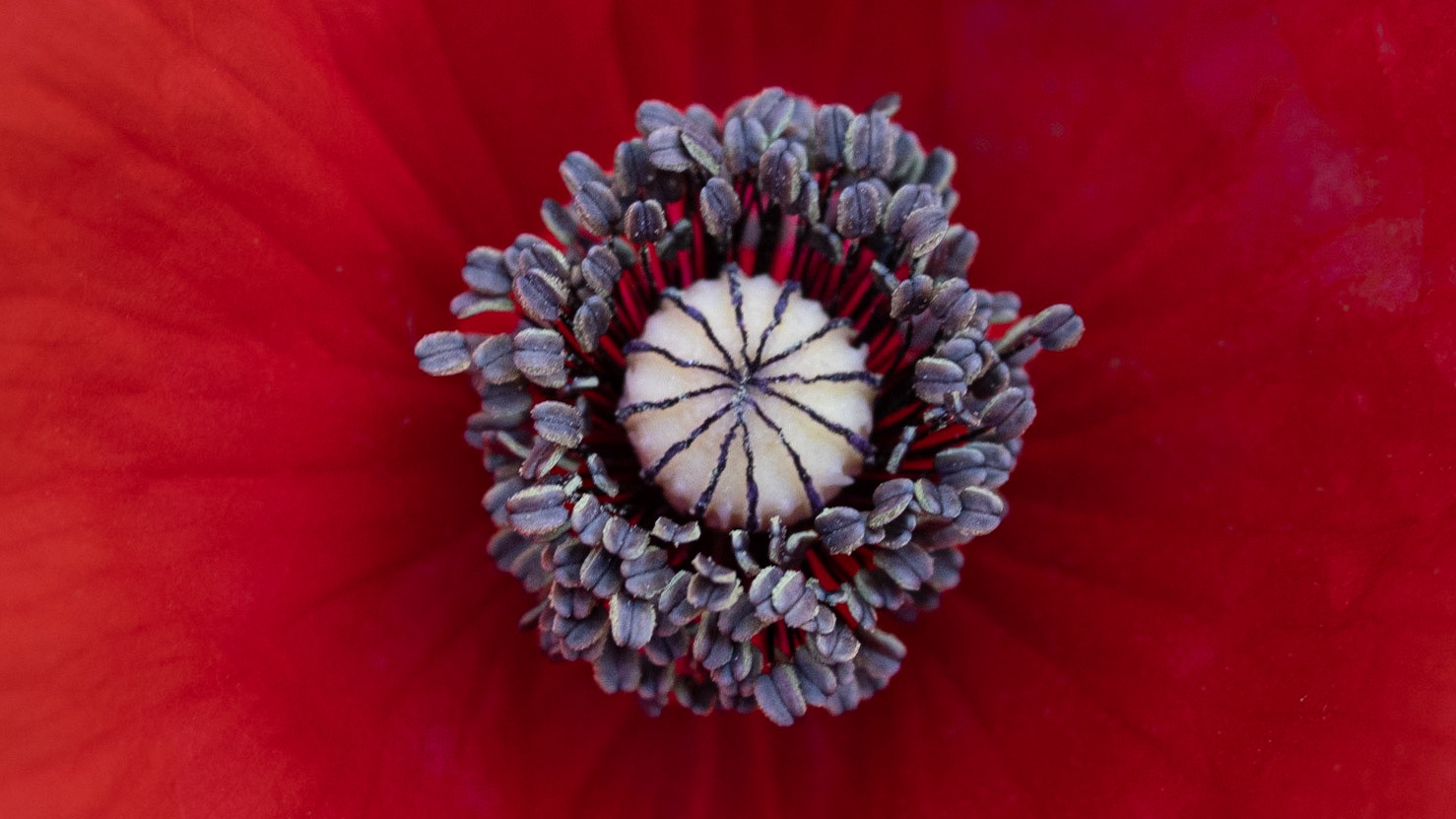 Poppy, Valamue