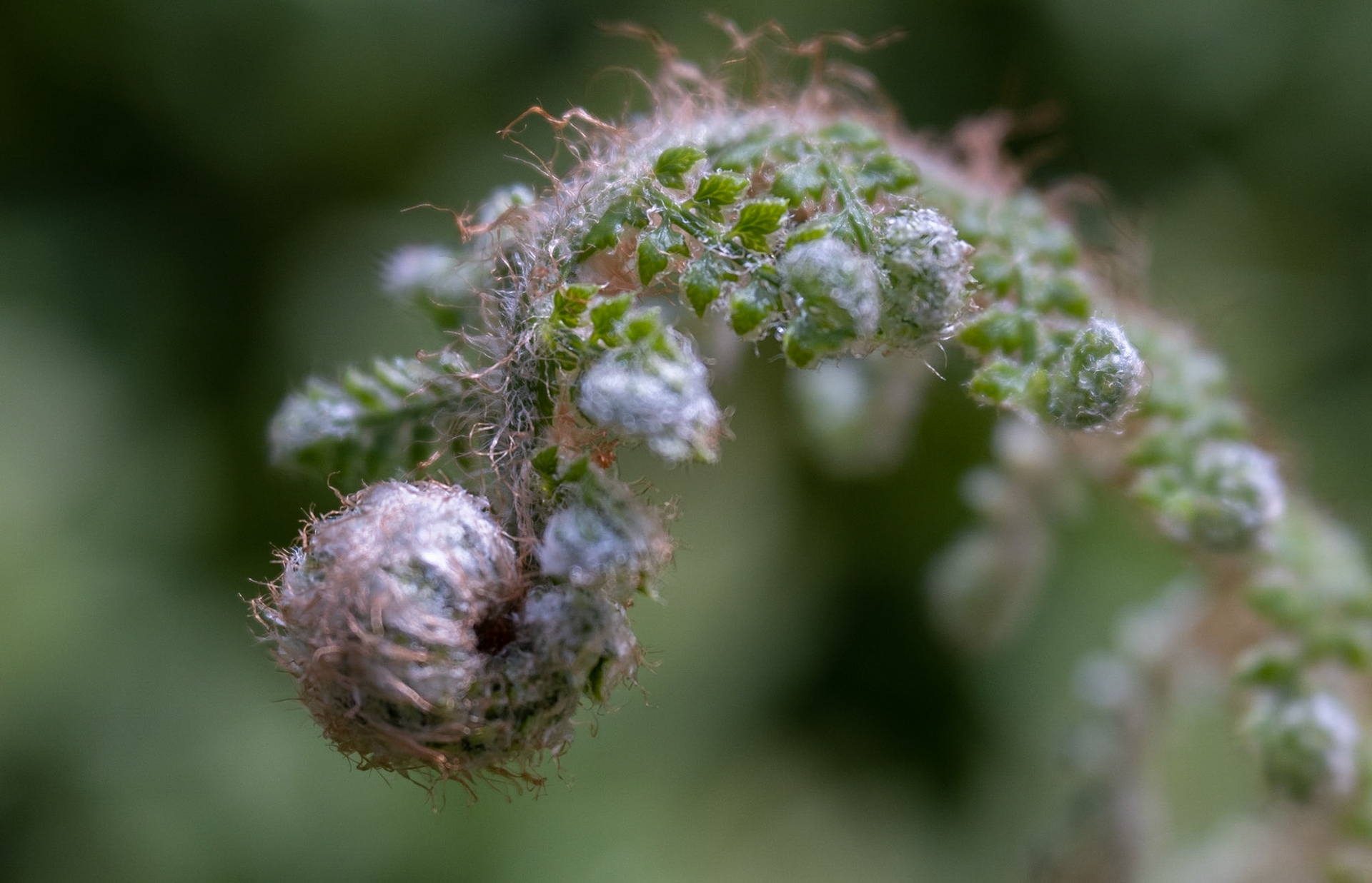 Fern nearly unfolded