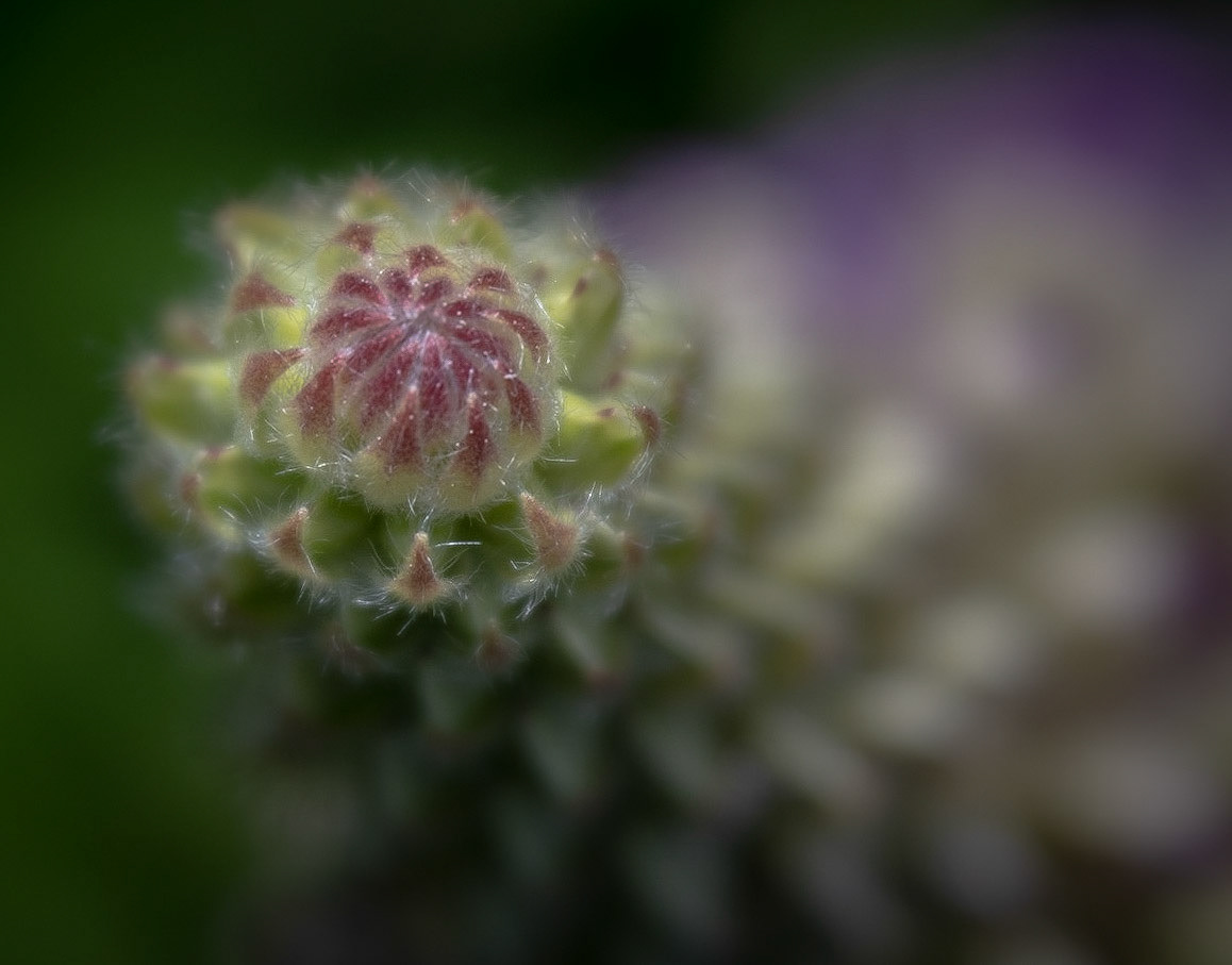 Lupin bud