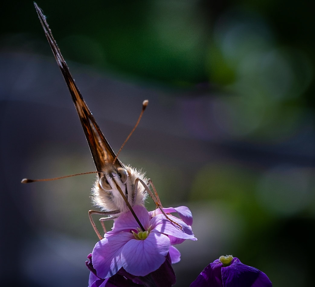 Denne Tidsel-sommerfugl så mig lige i øjnene efter den var fløjet hele vejen op fra Arfika for at stikke snablen i en Gyldenlak blomst (Erysimum)