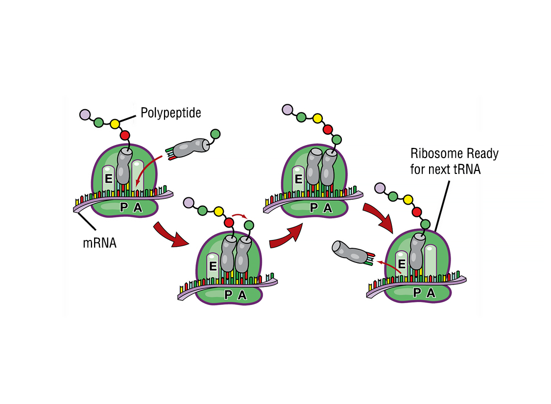 RNA Translation
