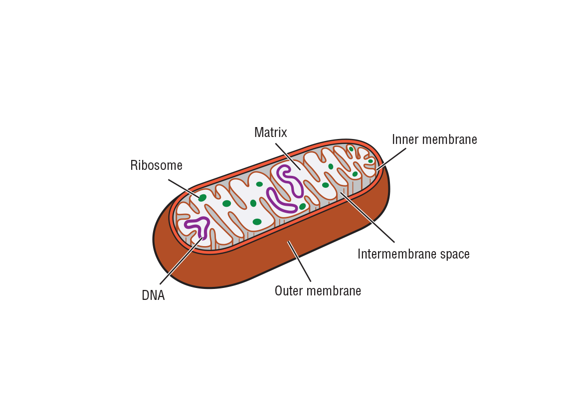 Simplified mitochondrian