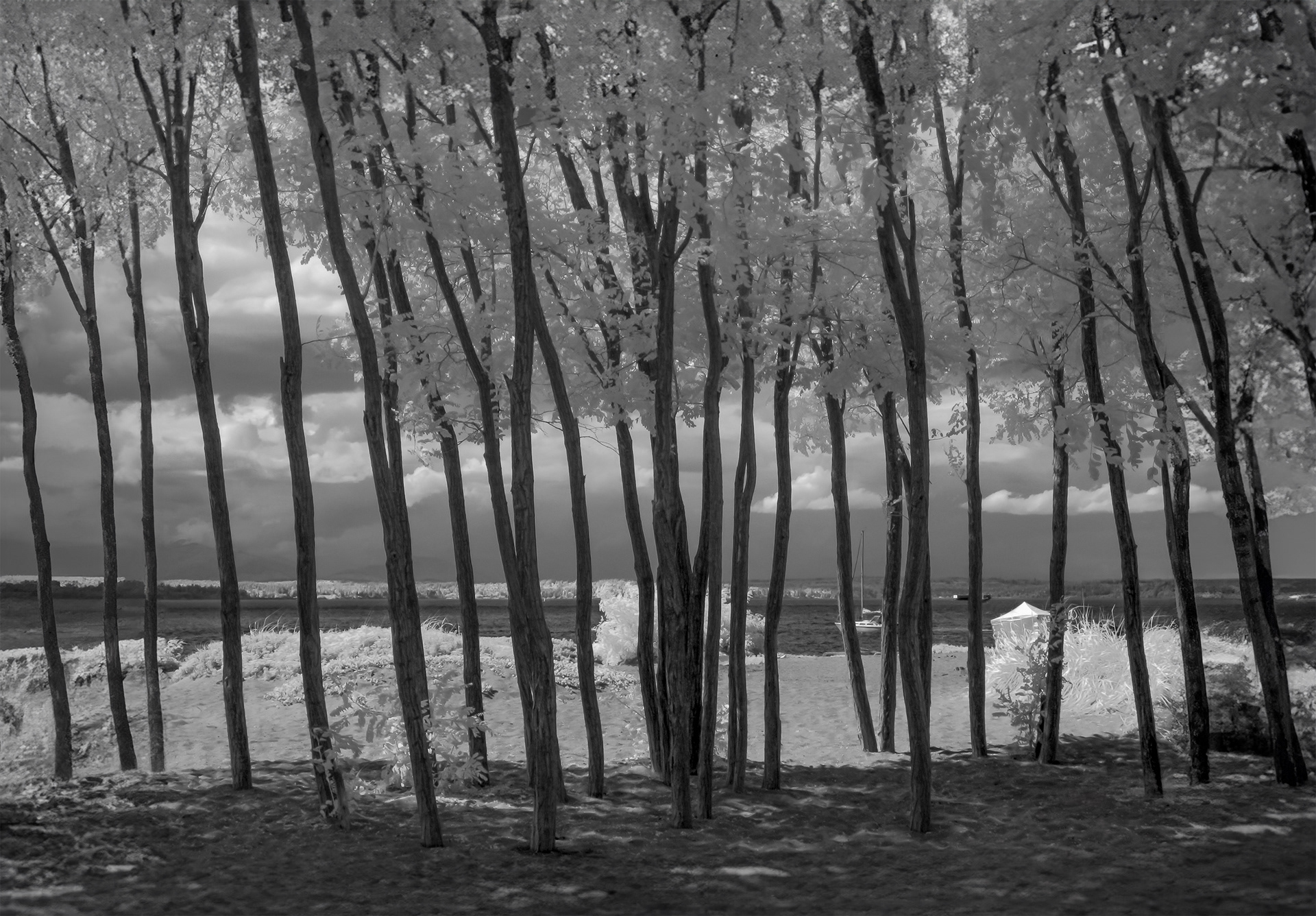Tall, slender trees with light-colored leaves stand on the edge of a sandy beach, facing a body of water under a sky with dramatic clouds. The scene is depicted in black and white, creating a stark contrast between the trees, the sandy ground, and the distant water.