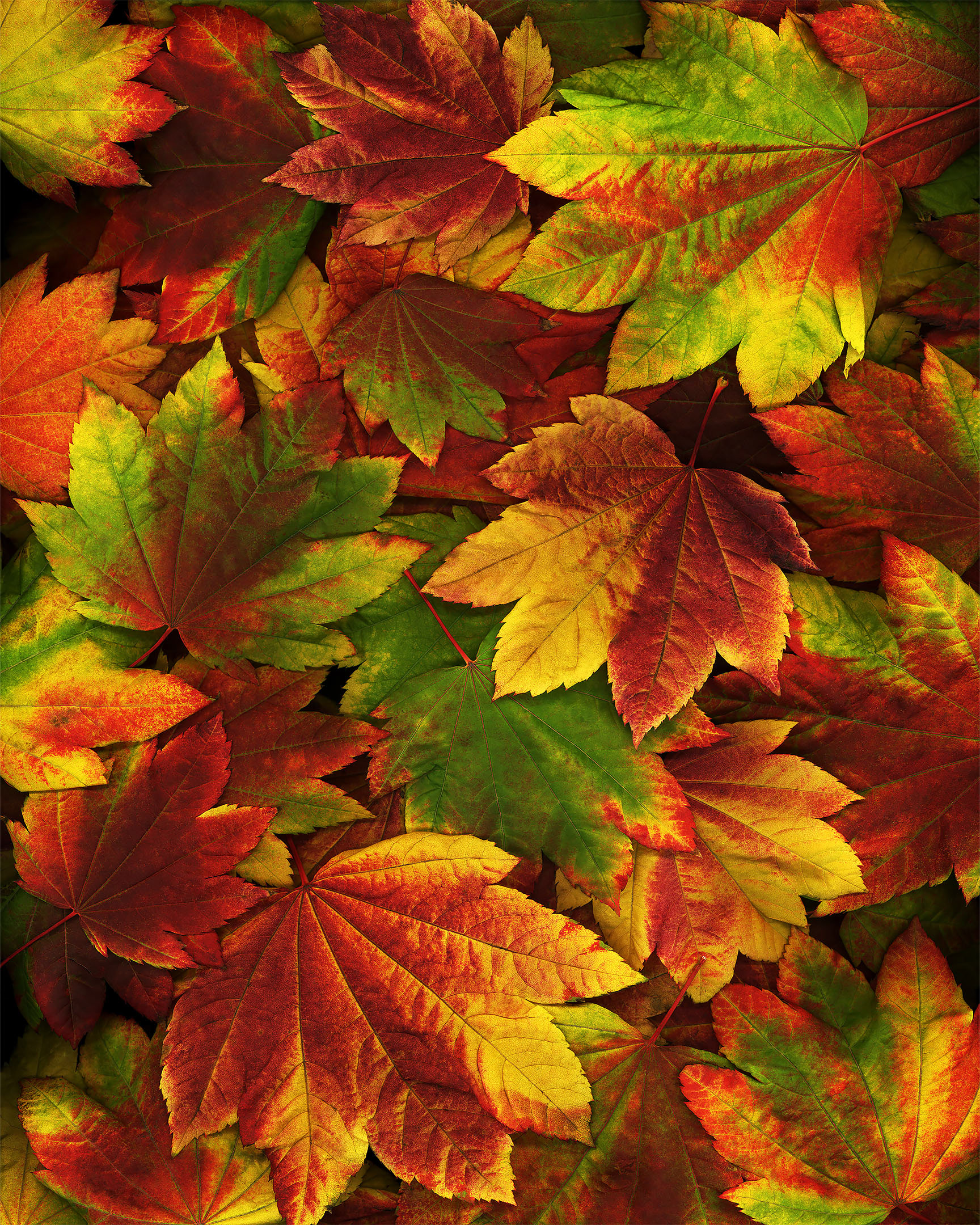 Photograph of a collage of brightly colored maple leaves.